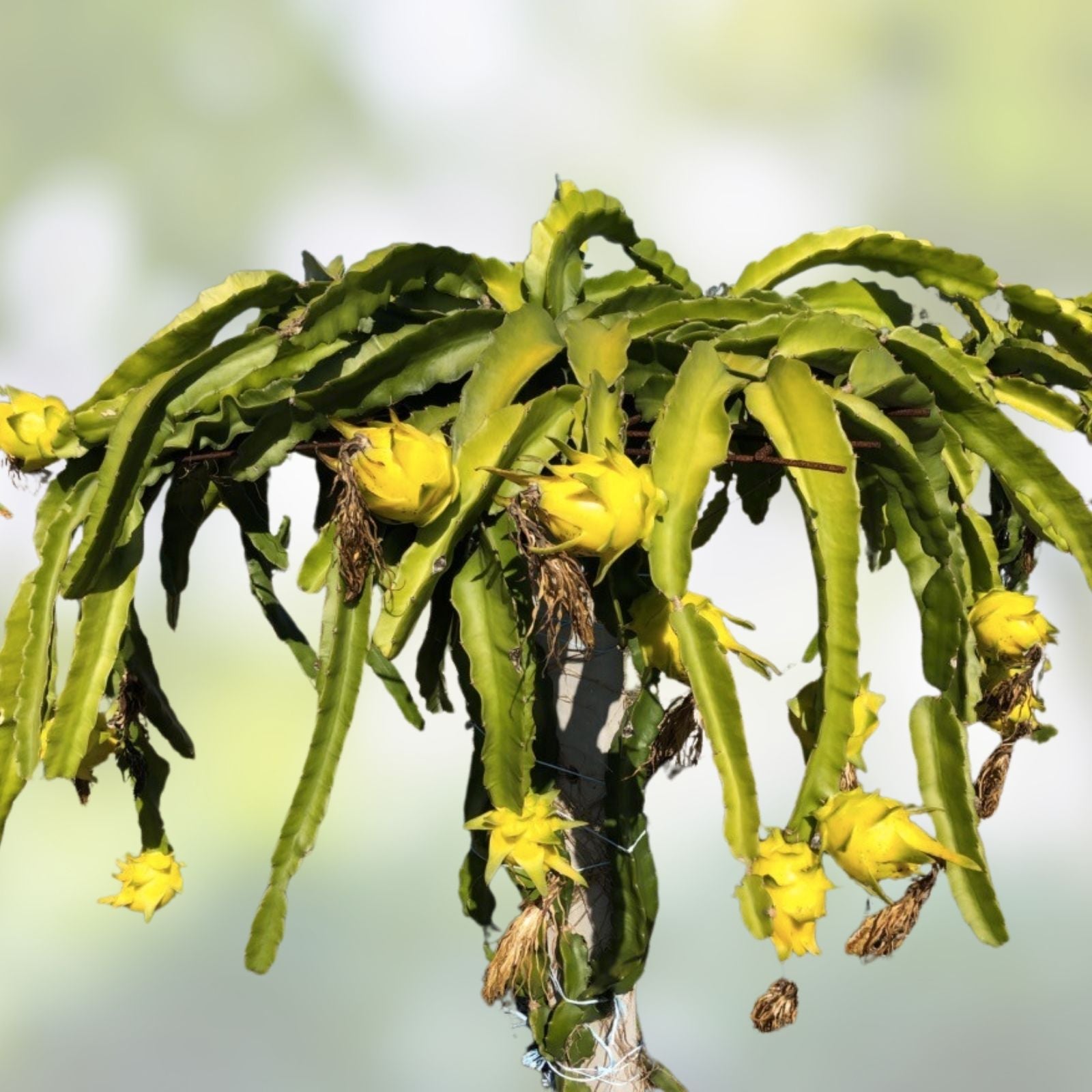 Rooted Israeli Yellow Dragon Fruit Cutting – 8-10 Inch Pitaya Hylocereus megalanthus
