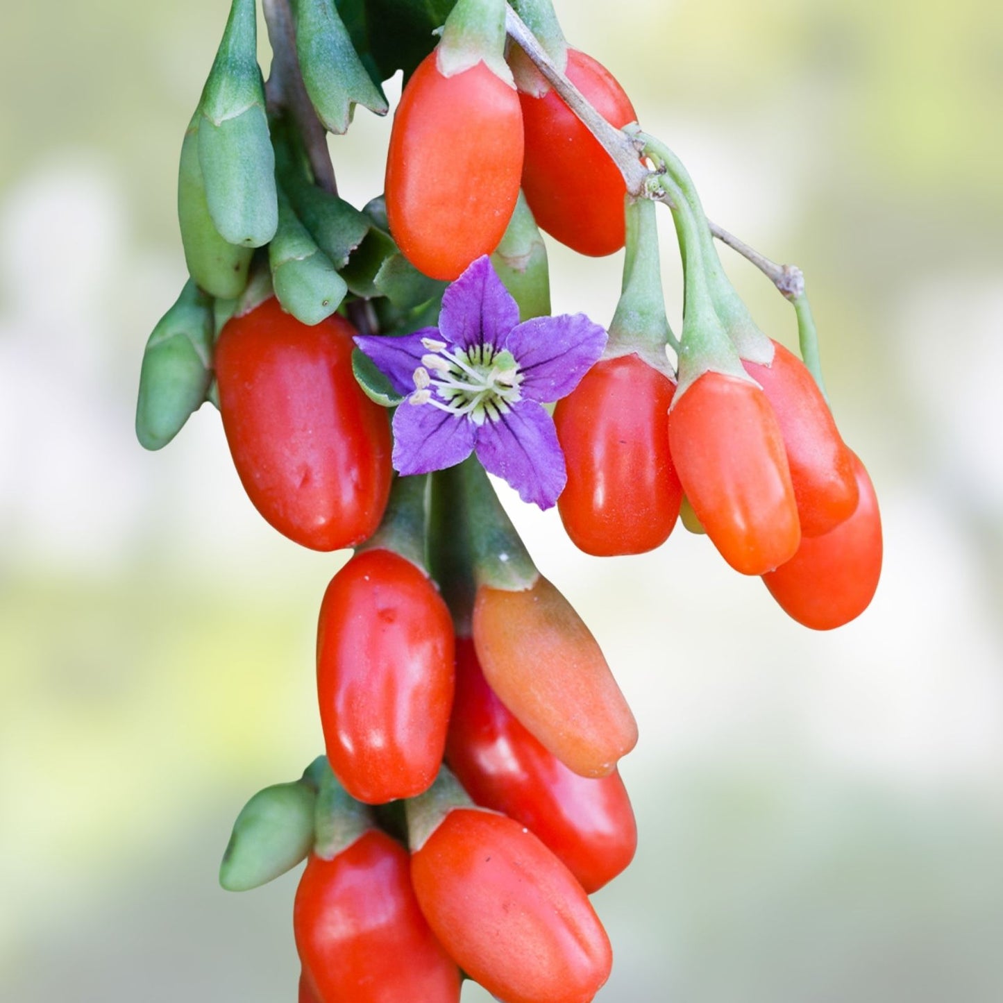 Goji Berry Cuttings - 100 Fresh Lycium barbarum Plant Clippings - Vigorous Variety Bulk Wholesale
