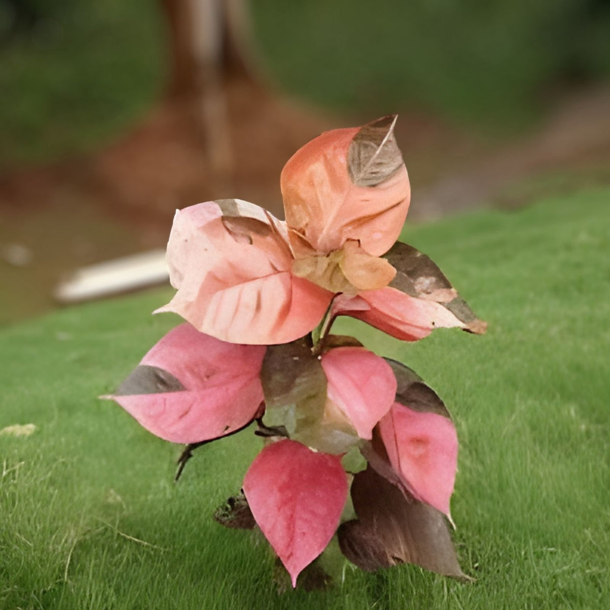 Acalypha Wilkesiana Tricolor Cuttings – 3 Unrooted Variegated Copperleaf Plant Cuttings, Tropical Foliage, Garden, Indoor Plant