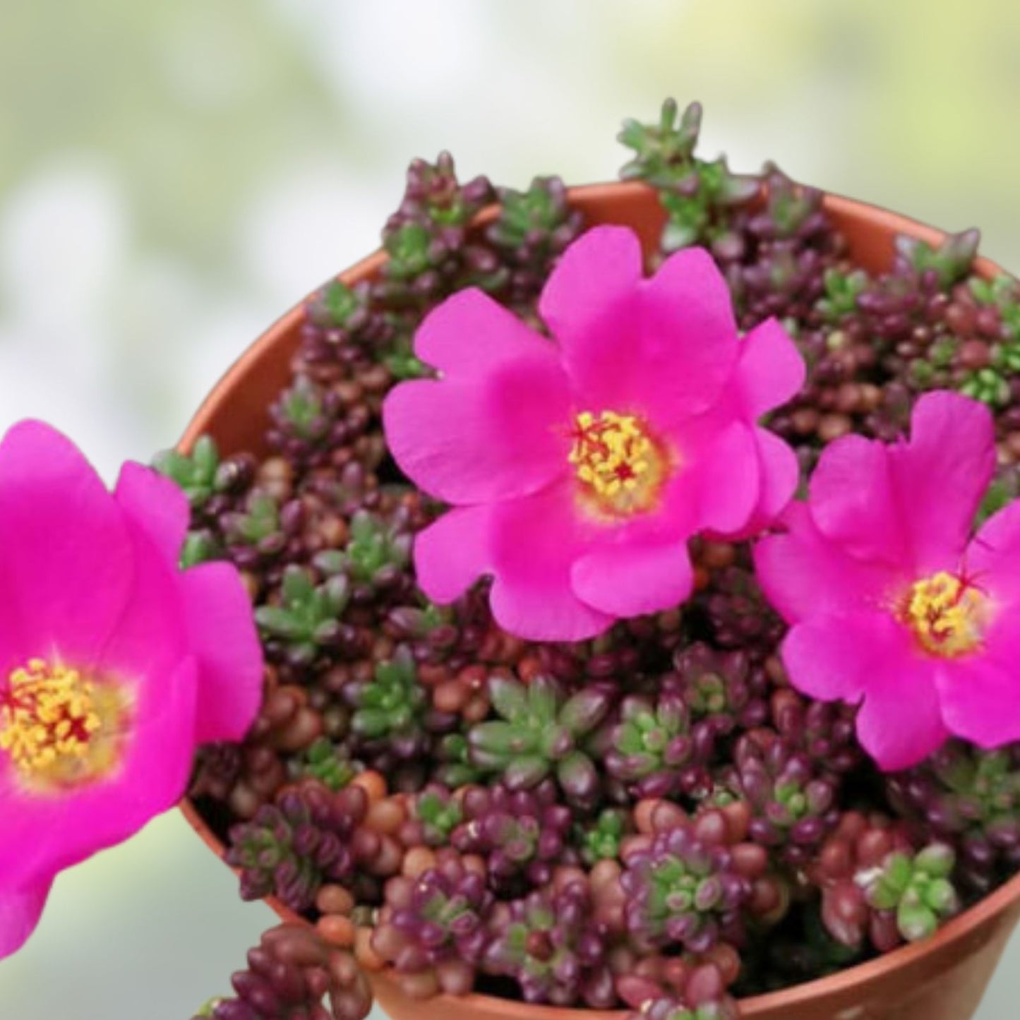 Portulaca Gilliesii Purple Rice Succulent Live Plant 2 Inch | Ornamental Ground Cover for Garden Decor