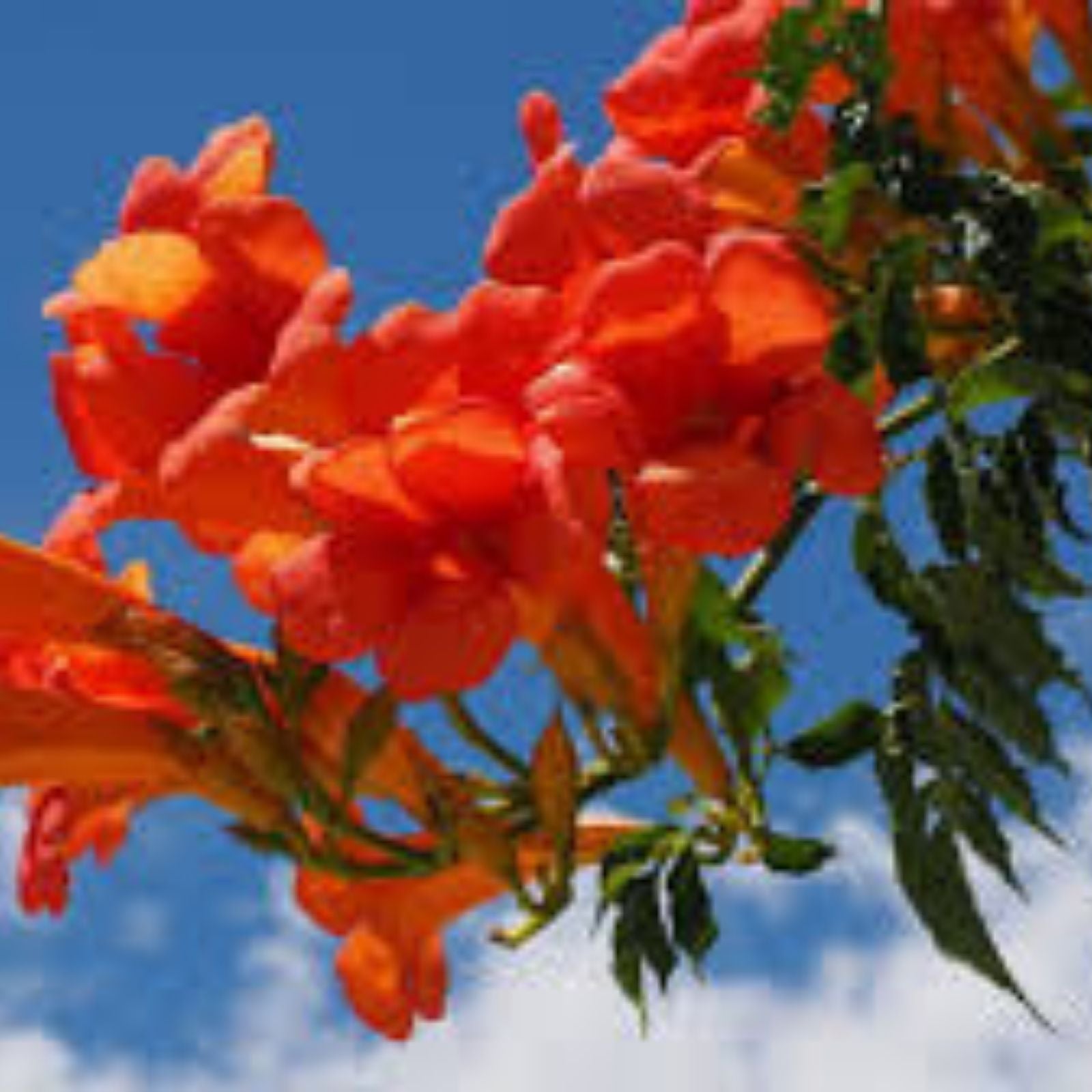 Hummingbird Trumpet Vine Seeds - Dark Red, Hardy Campsis radicans, 20 Seeds for Climbing Garden Trellis