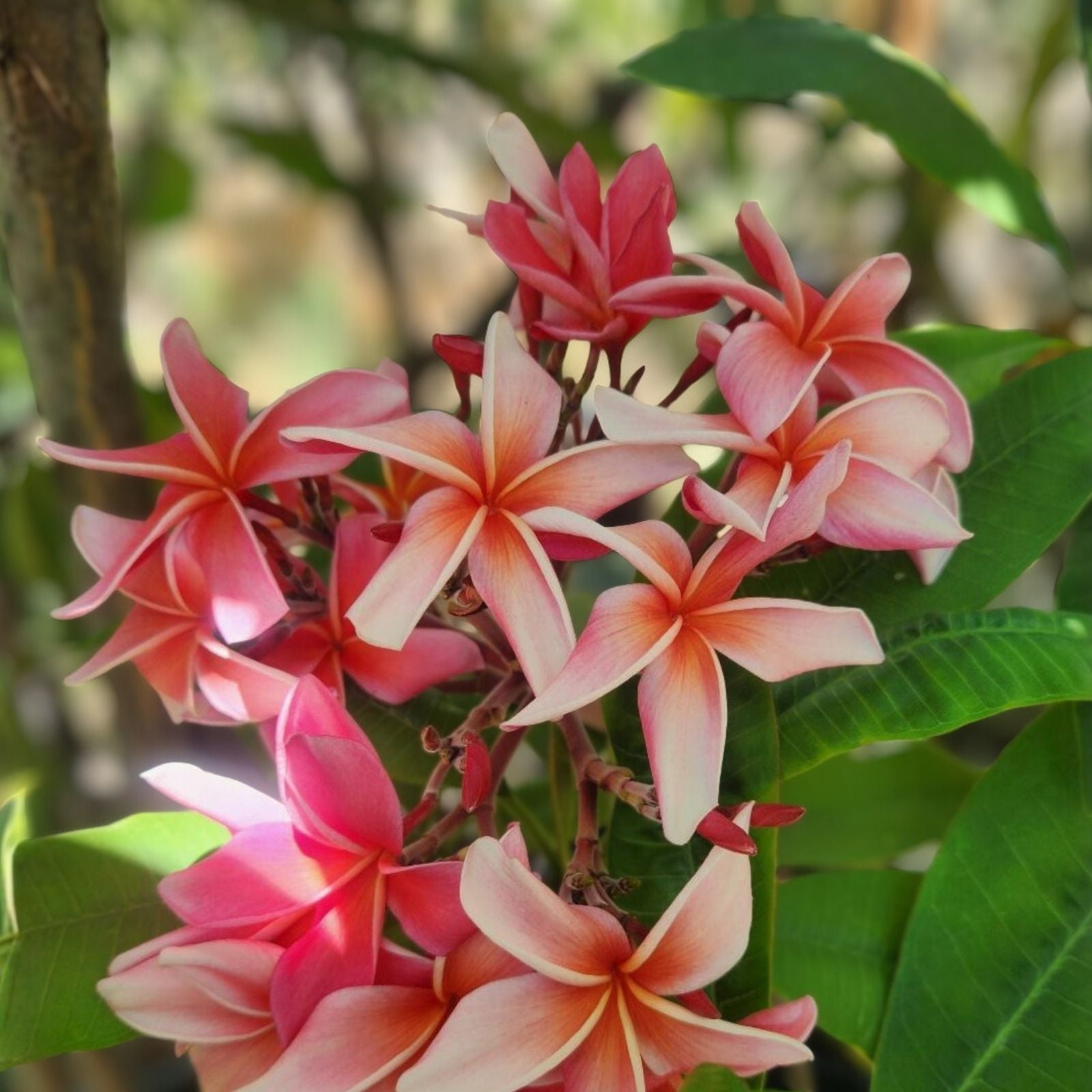 Plumeria Cuttings 9-12" Slaughter Pink Freshly Cut Plumeria Rubra Tropical Flowering Plant