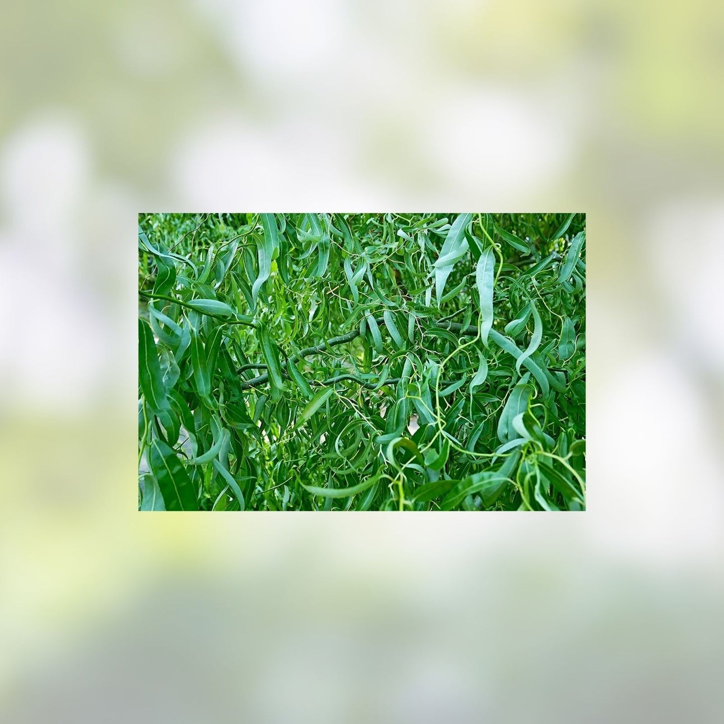 Green Curly Willow Trees 4 Pack - Fast Growing Exotic Salix Matsudana for Landscaping and Privacy Screening