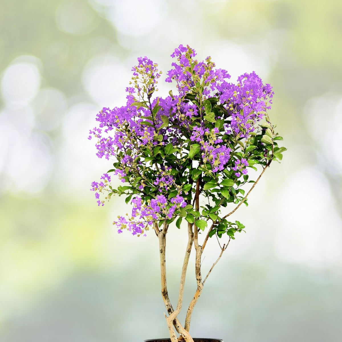 Purple Crepe Myrtle Live Plants 6" Rooted Cuttings, Dark Flowering Trees/Bushes, Lagerstroemia indica