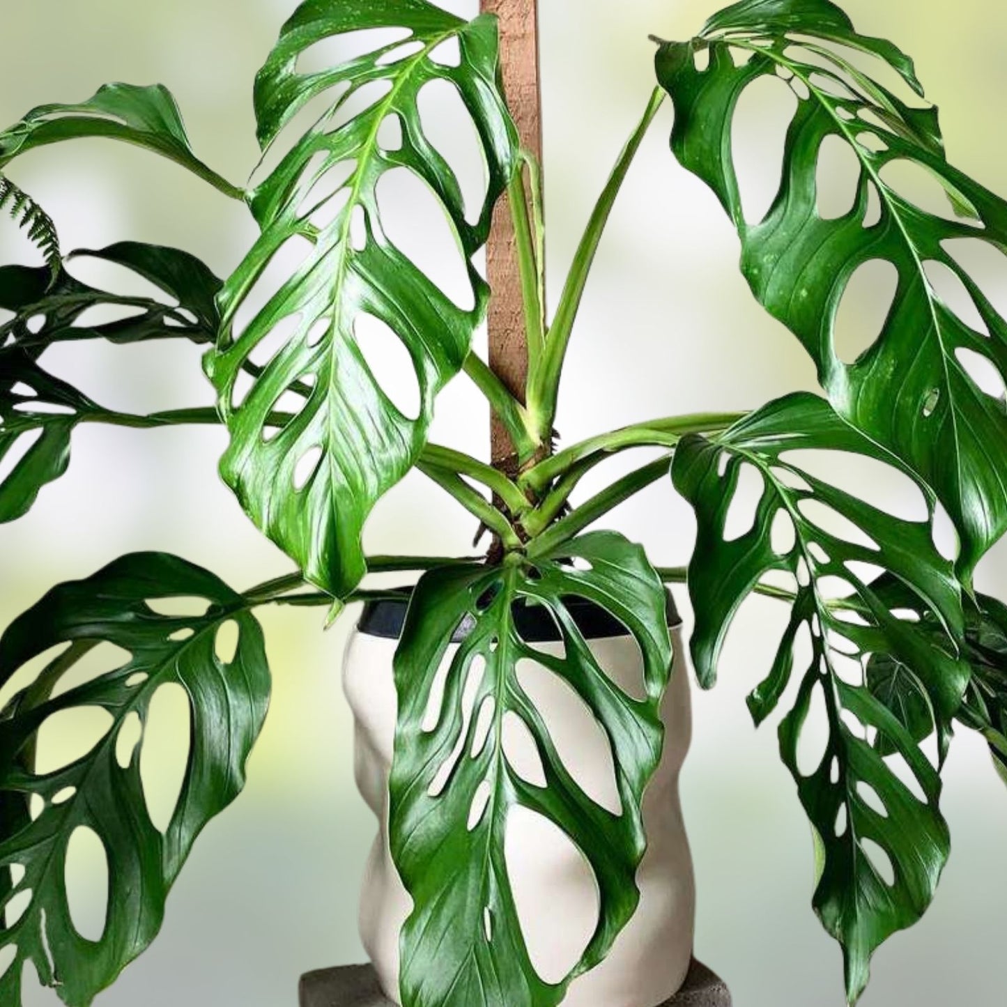 Monstera Acacoyaguensis Cutting - Rare Tropical Aroid in 2.5 Inch Pot - Rooted Indoor Houseplant - Unique Green Foliage