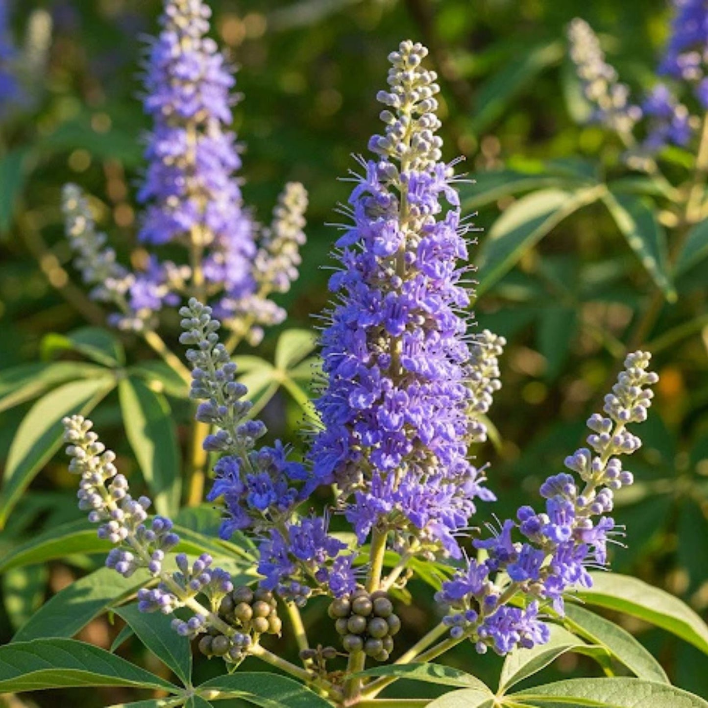 Monks Pepper Tree Seeds 30 Count Vitex agnus castus Herbal Plant for Gardening, Natural Remedies, Starter Seeds
