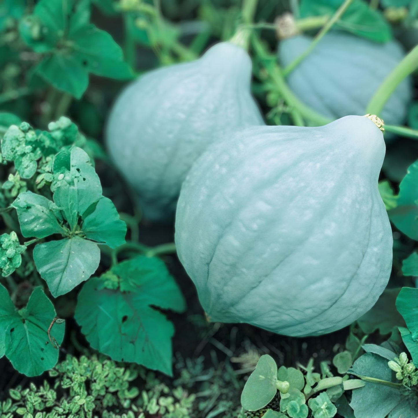 Exotic Blue Squash Seeds Heirloom Cucurbita pepo Live Plant Cutting Fall Decor Culinary Use