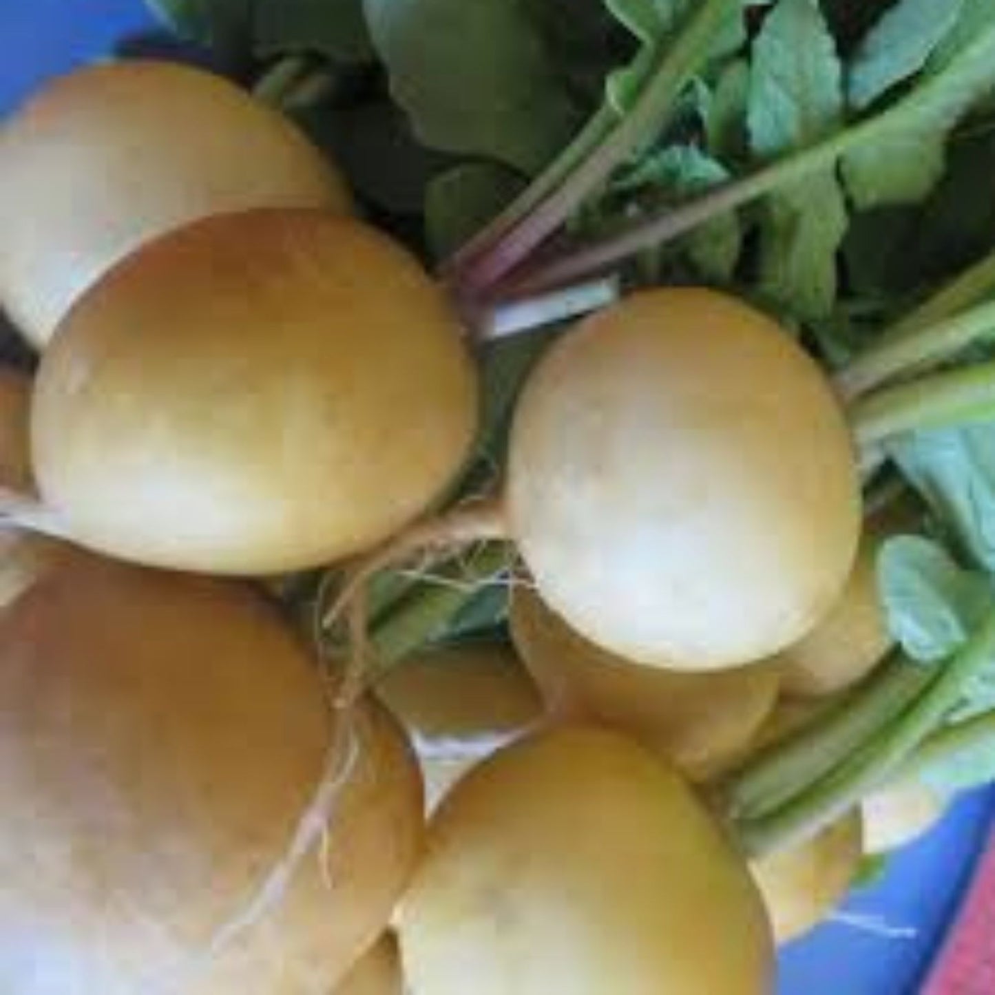Golden Helios Radish Seeds 200 Pack – Fast-Growing Non-GMO Heirloom Raphanus sativus Seed Kit