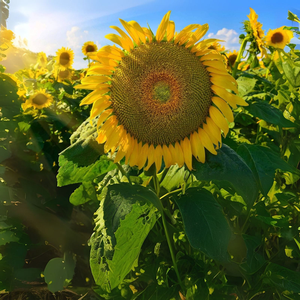 Mongolian Giant Sunflower Seeds - 10 Pack - Helianthus annuus - Non-GMO - Ships from Iowa, USA