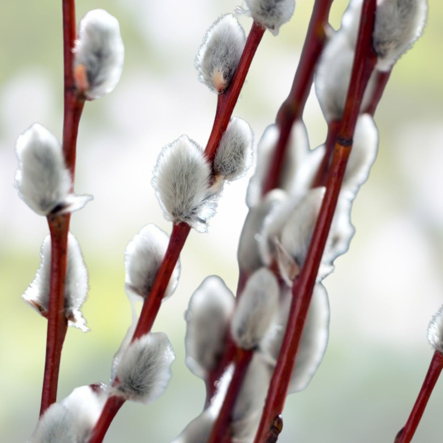 Pussy Willow Cuttings 5-7 in, Salix discolor, No Roots, Grow Your Own Plants, Natural Garden Supplies