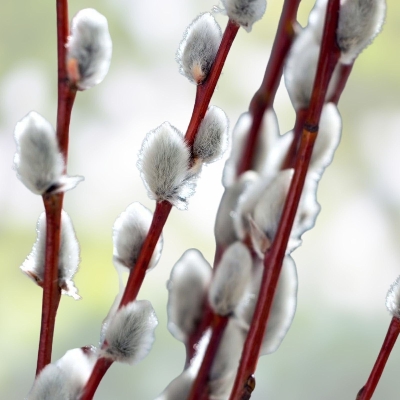 Pussy Willow Cuttings 5-7 in, Salix discolor, No Roots, Grow Your Own Plants, Natural Garden Supplies