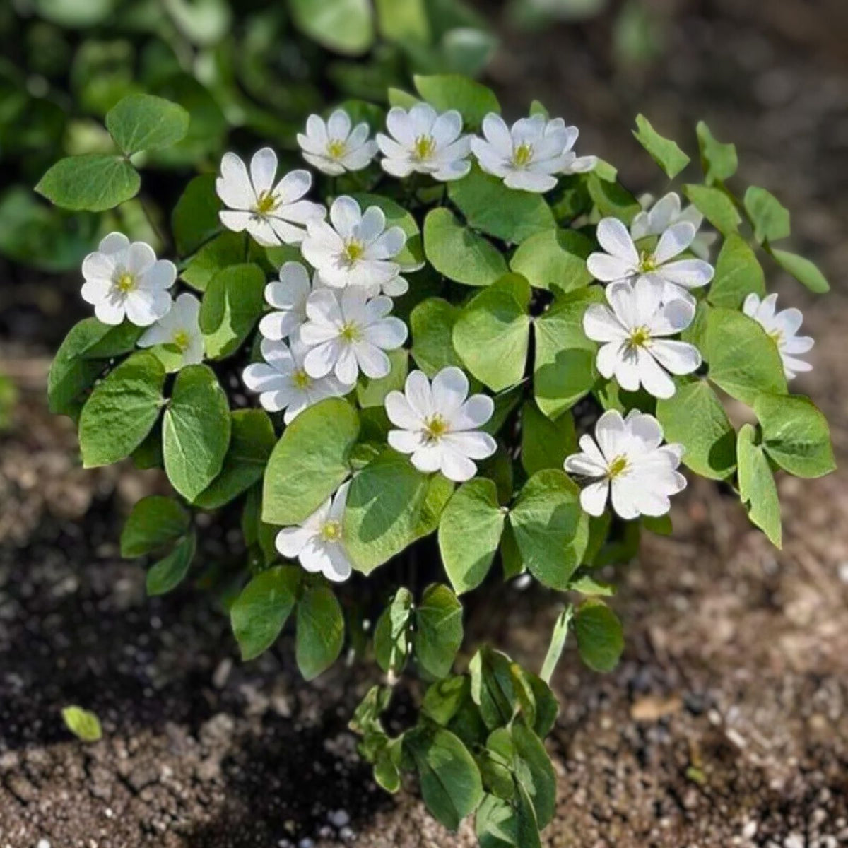 Twin Leaf Plant Bareroot - 10 Organic Jeffersonia diphylla - Native Medicinal Wildflower for Sustainable Forest Garden
