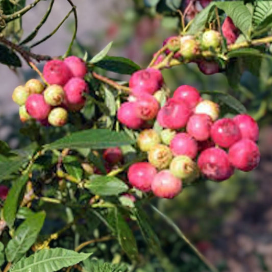 Florida Rose Blueberry Plant - 10" Starter - Rabbiteye Hybrid (Vaccinium spp.) - Edible Fruit, Pink Berries, Self-Fertile