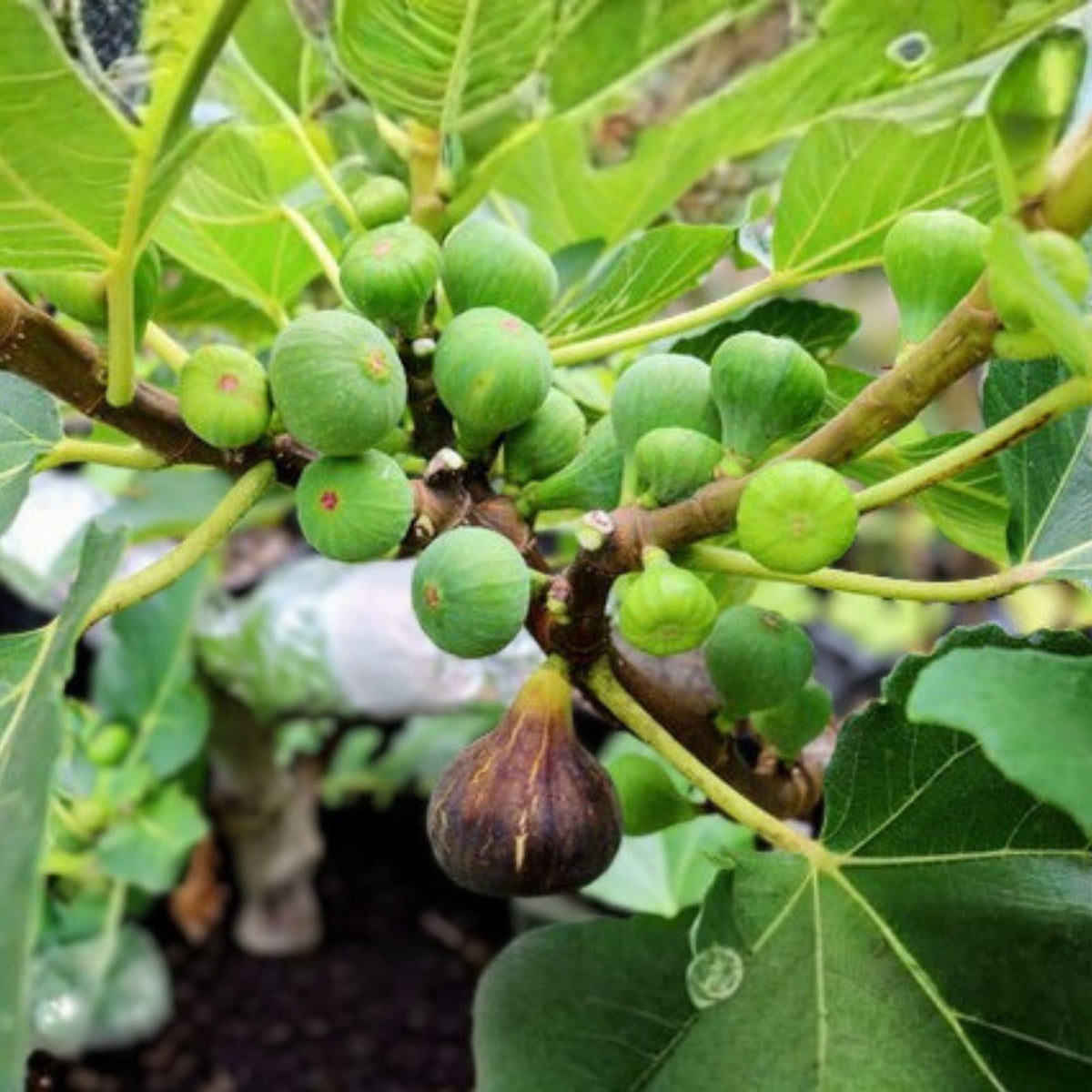 Black Madeira Fig Cutting – Unrooted Plant – Ficus carica 'Black Madeira' – Premium Fig Variety for Home Garden