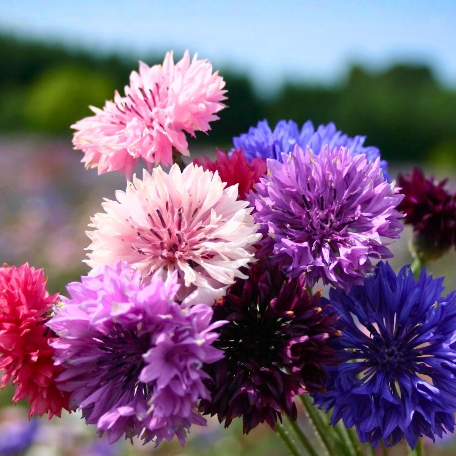 Bachelor Button Seeds Tall Mix – 50 Bright Colorful Blooms – Centaurea cyanus Flower Seeds for Garden, Cut Flowers, Pollinator Attractant