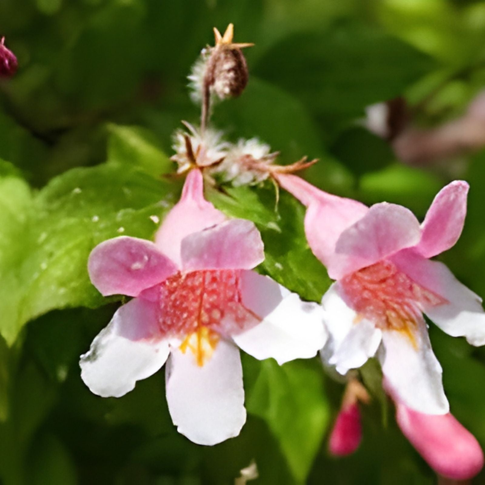 Beautybush Seeds for Planting, 20 Pink Flowers, Kolkwitzia amabilis, Ornamental Shrub Seeds for Garden and Landscaping