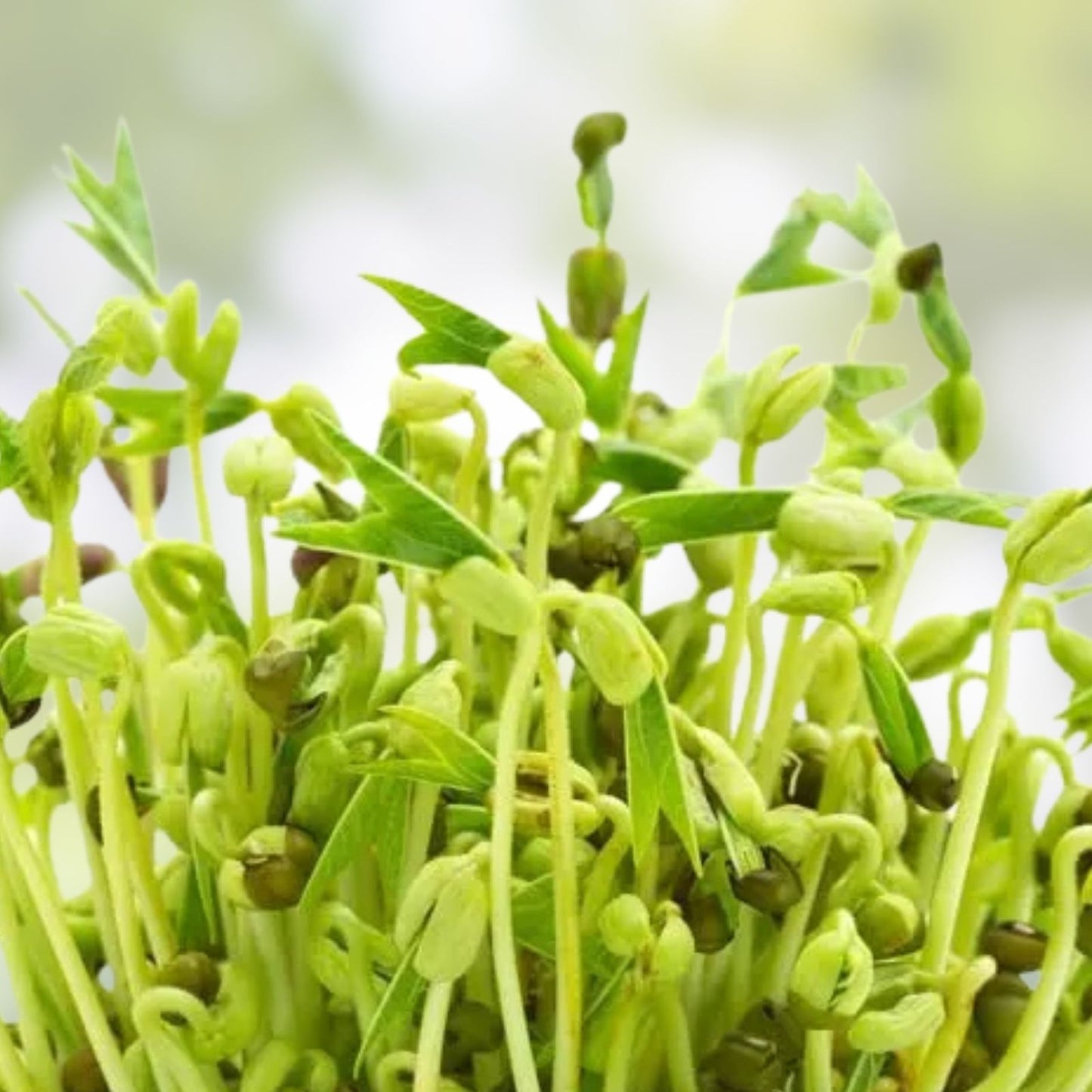 Mung Bean Sprout Seeds 100 Count - Grow Tasty Sprouts - Vigna radiata - Organic, Non-GMO, Kitchen Garden Supplies