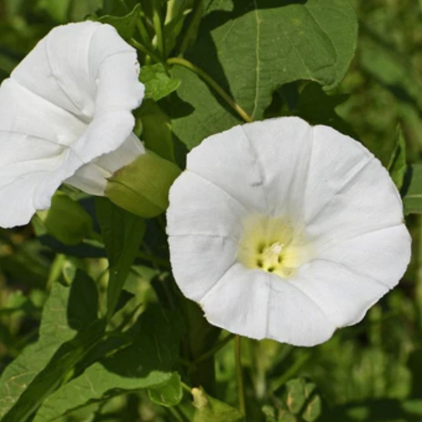 Moonflower Seeds 50 Count - Night-Blooming White Flowers - Ipomoea alba - Fast-Growing Vine for Gardens and Pollinator Gardens
