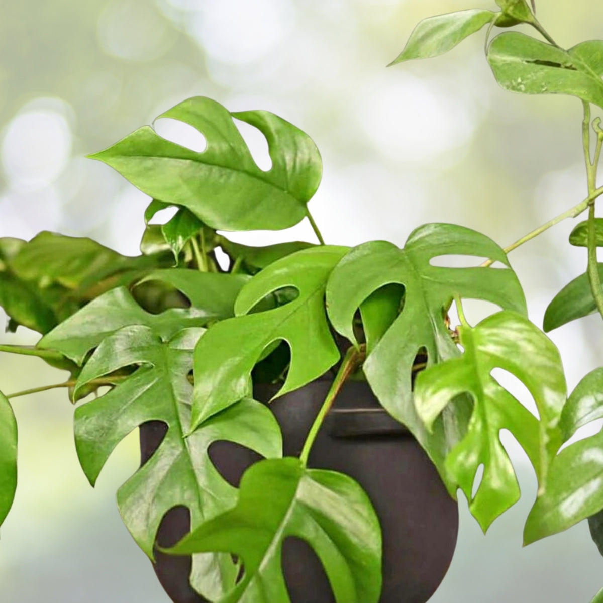 Mini Monstera Cutting, 2 Nodes, Ginny Philodendron, Rhaphidophora tetrasperma - Live Plant Cutting for Propagation