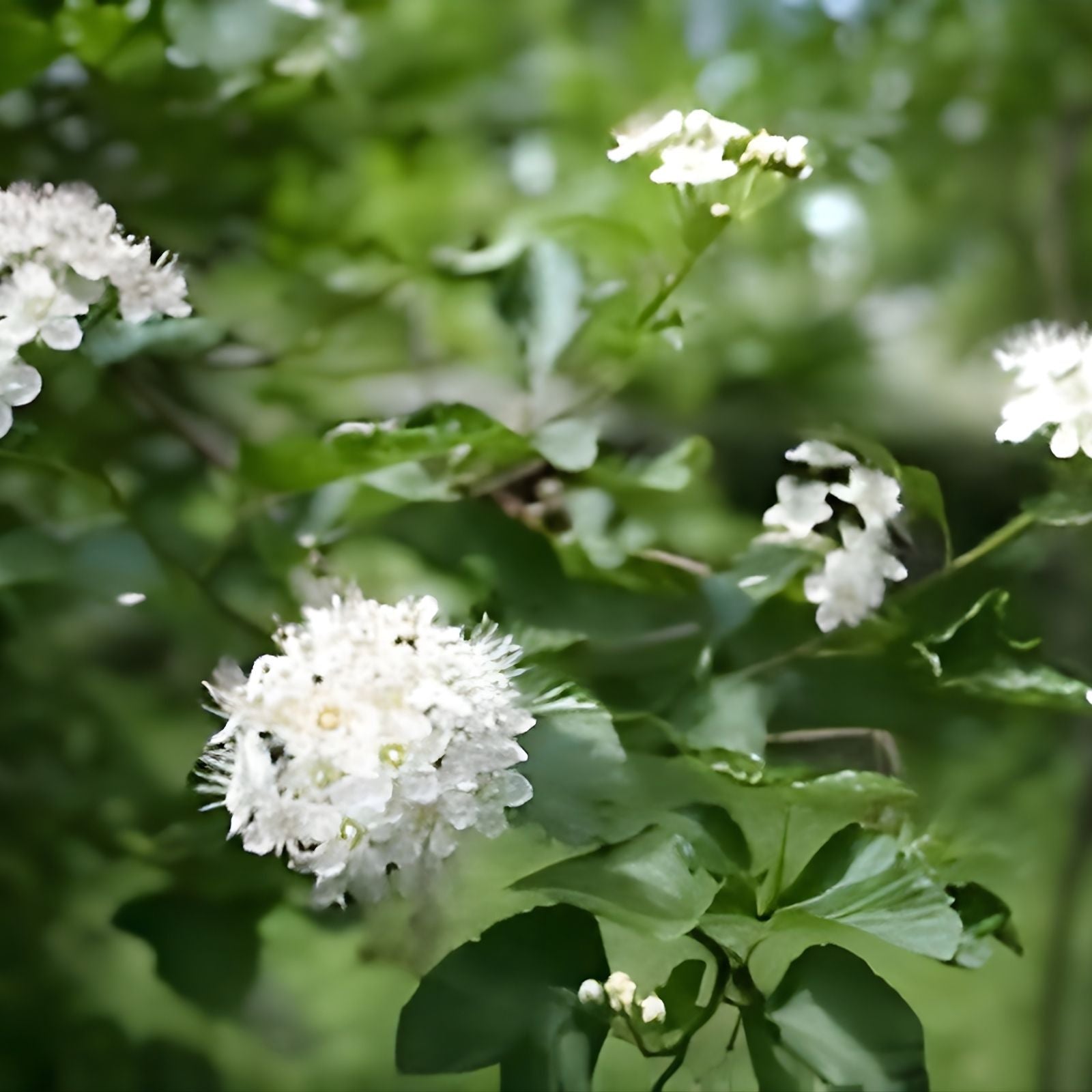 Ninebark Plant - 12-18 Inches Live Bare Root Shrub, Physocarpus opulifolius, Landscaping Zones 5-9