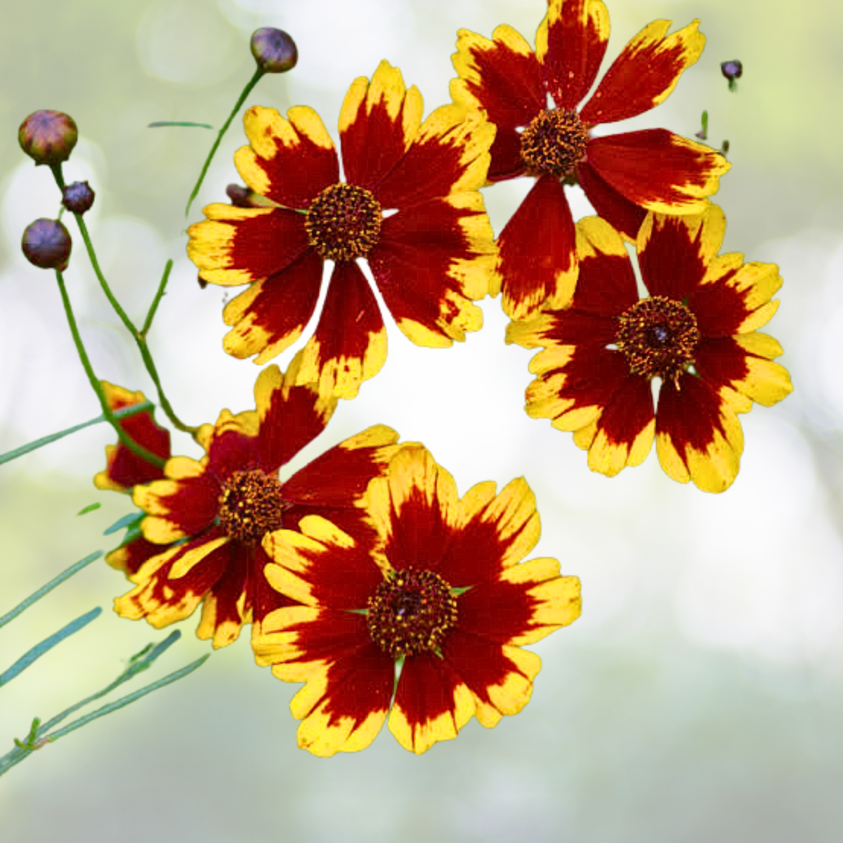 Plains Coreopsis Seeds - 100 Count - Bright Summer Wildflowers - Coreopsis tinctoria