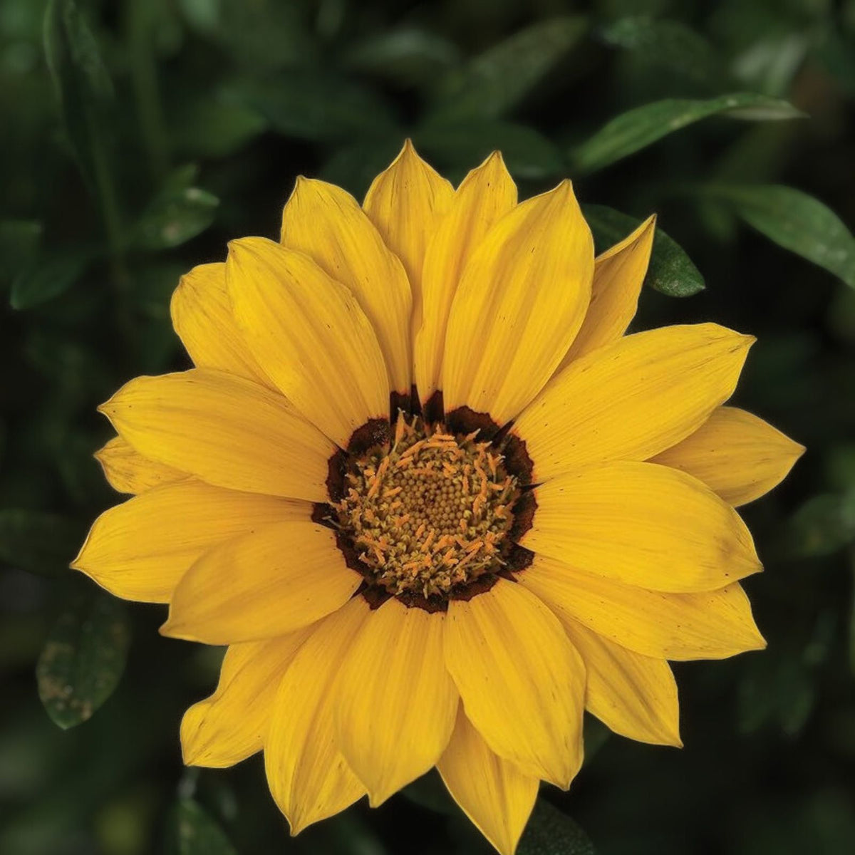 Gazania Rigens Plant - Hardy Perennial Ground Cover - Vibrant Yellow Flowers - Drought Tolerant Garden Plant