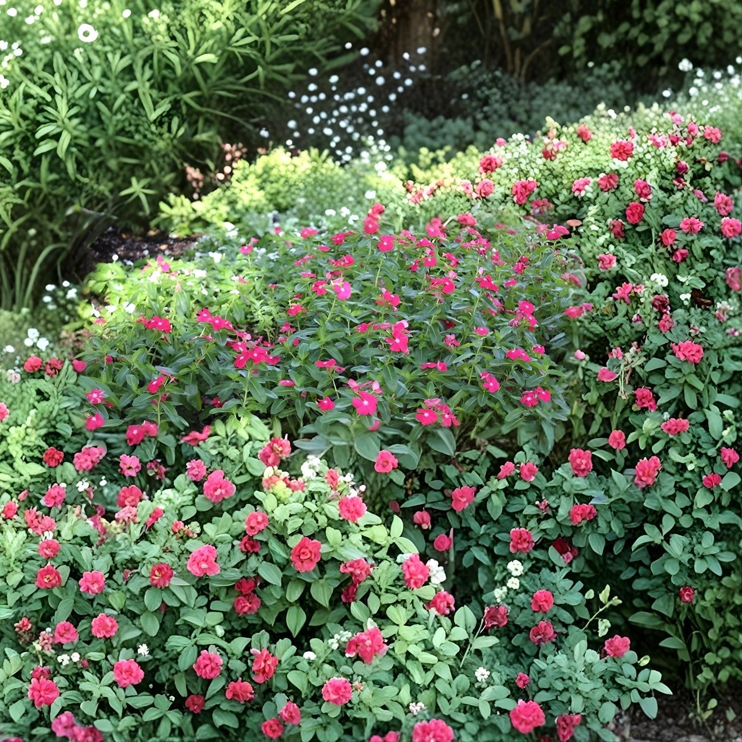 Vinca Seeds Set of 1000 – Sunsplash Burgundy Catharanthus roseus Flower Seeds for Garden, Landscape, and Container Planting
