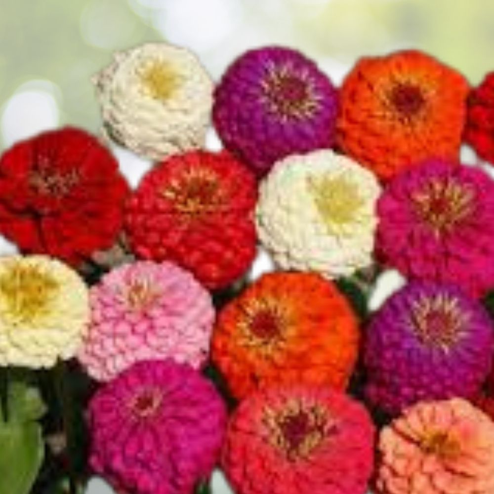 Lava Lamp Zinnia Mix Seeds 100 Organic Colorful Annual Flowers USA Grown Zinnia elegans