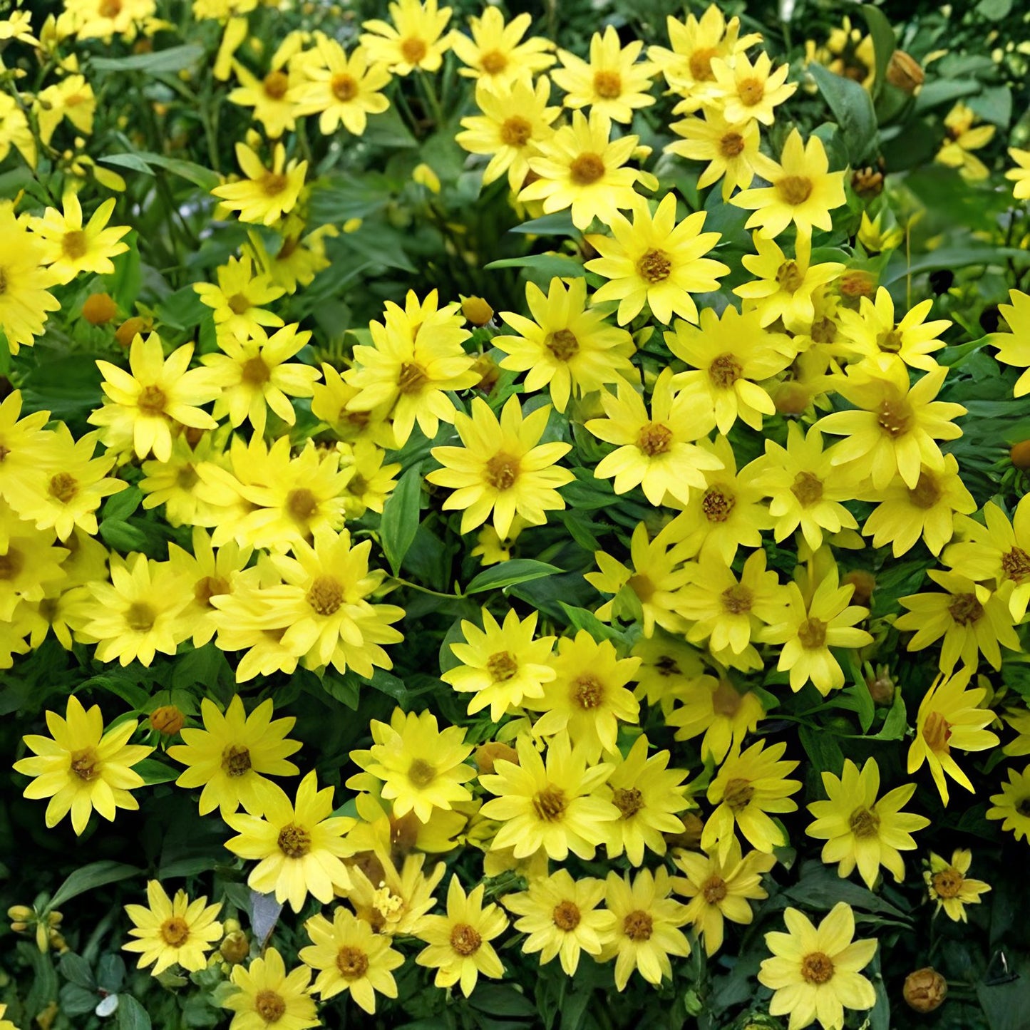 Lemon Queen Sunflower Seeds 50+ Pack | Helianthus annuus Yellow Garden Flower Seeds | Live Plant, Cutting, Bare Root, Starter Plant