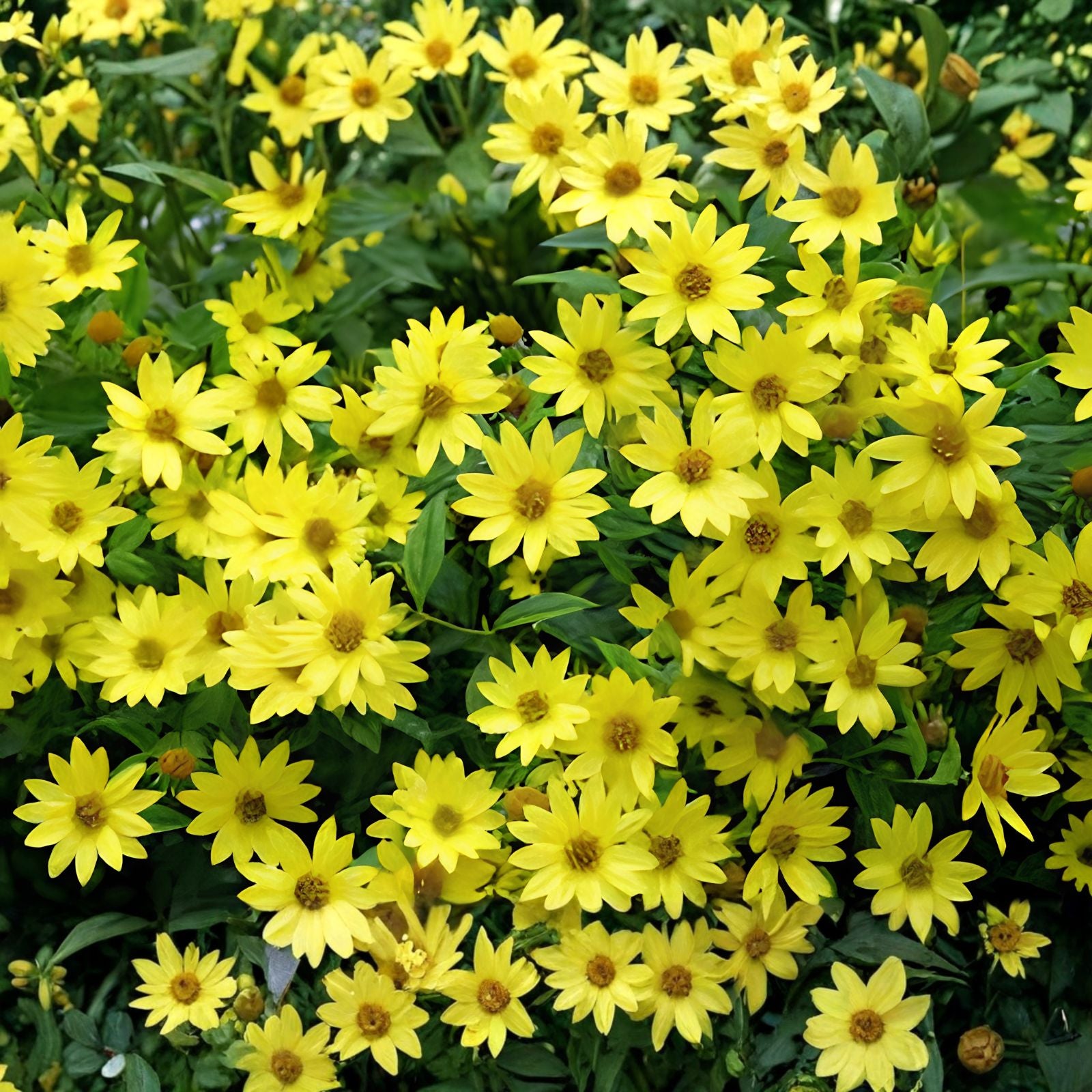 Lemon Queen Sunflower Seeds 50+ Pack | Helianthus annuus Yellow Garden Flower Seeds | Live Plant, Cutting, Bare Root, Starter Plant
