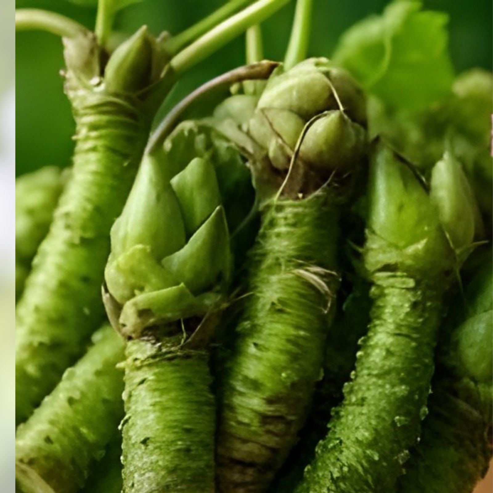 Japanese Wasabi Root Seeds 5 Pack - Organic Heirloom Culinary Herb - Wasabia japonica Planting Seeds