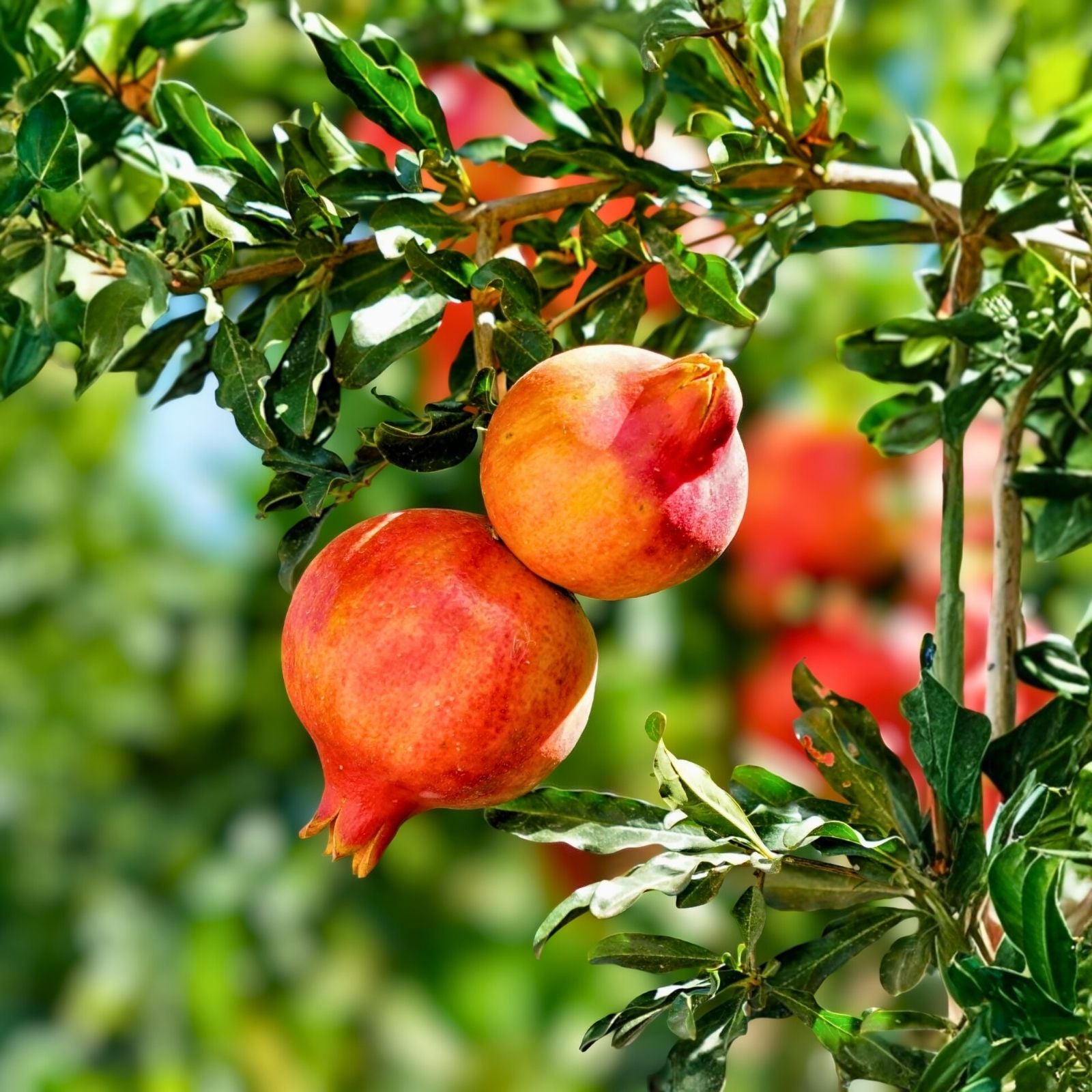 Parfianka Pomegranate Tree Live Plant Cutting, 13-20" Tall, Punica granatum, Fruit Bearing, Home Garden, Landscaping