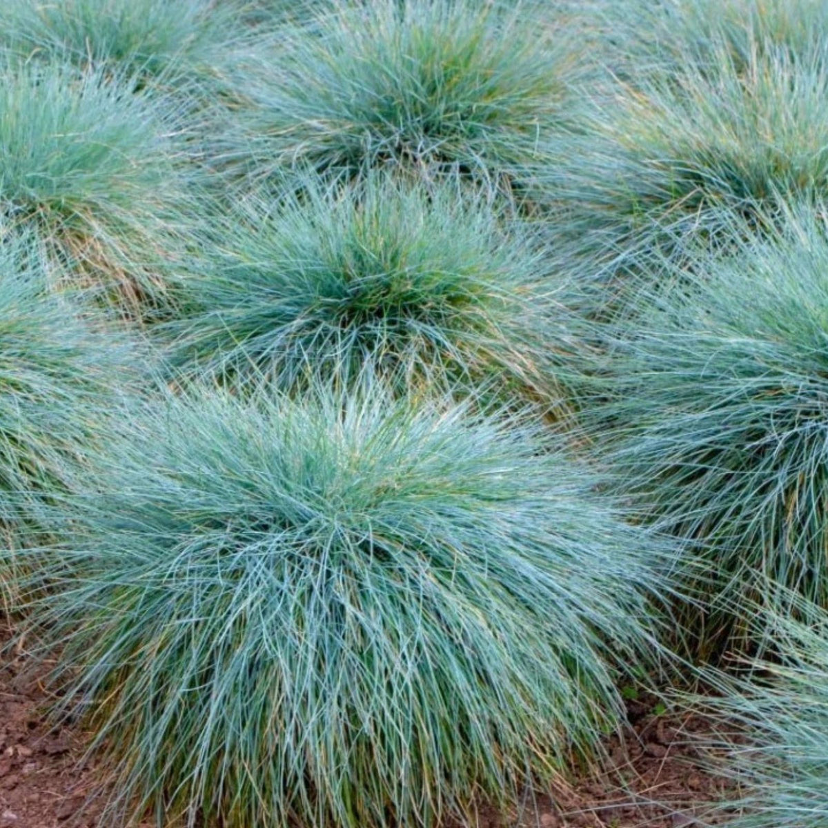 Blue-Fescue-Grass-Plants-Set-of-2-in-4"-Pots-Live-Groundcover-Fescue-Grass-Festuca-glauca