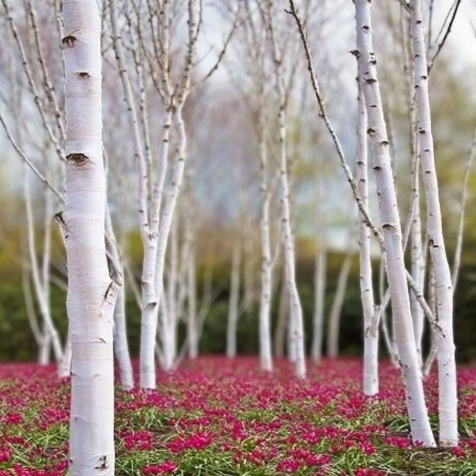 50+ White Paper Birch Tree Seeds | Fast-Growing Betula papyrifera | Hardy Showy Garden Plant Seeds