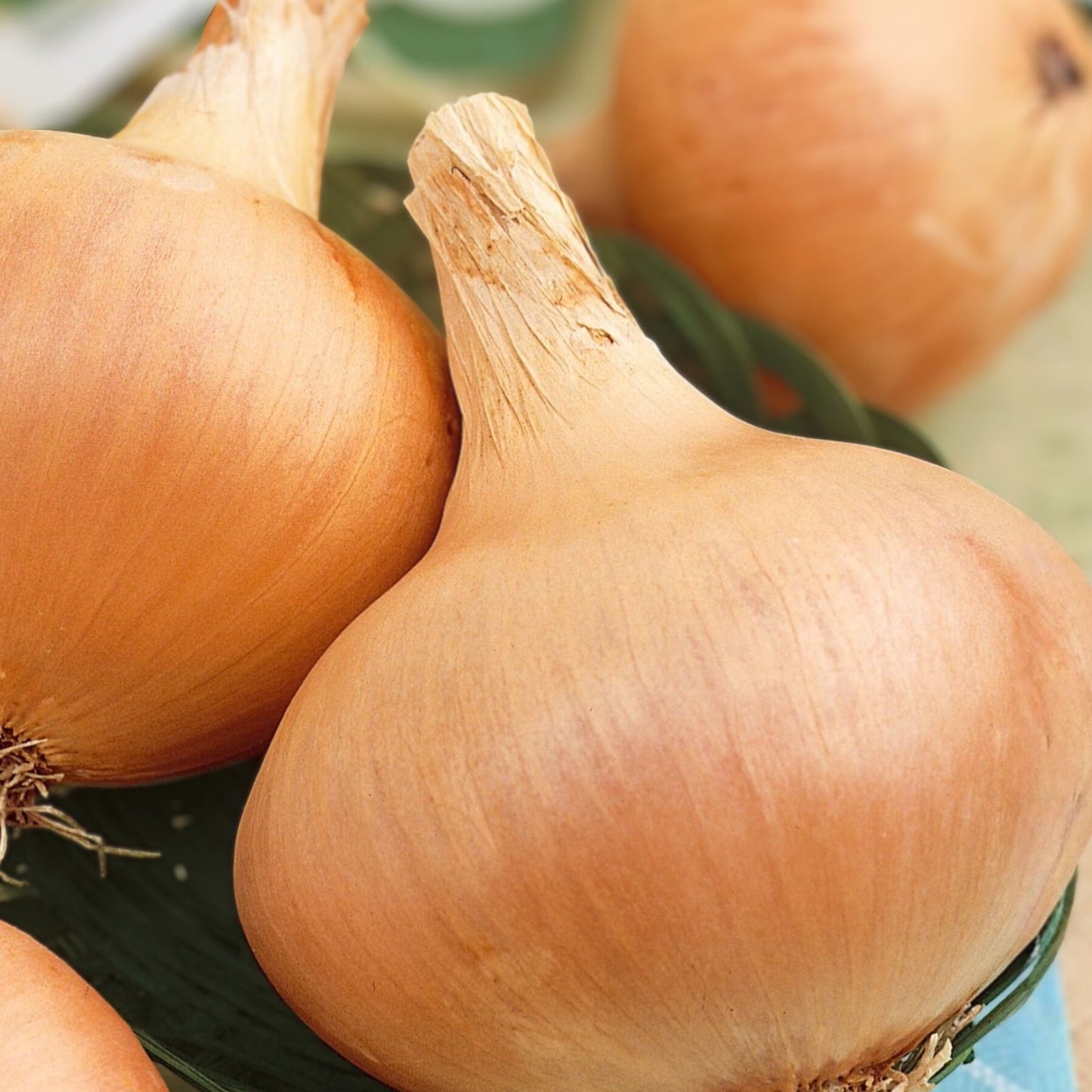 Onion Seeds 100 Count Spanish Yellow Heirloom Non-GMO Allium cepa Vegetable Seeds for Gardening