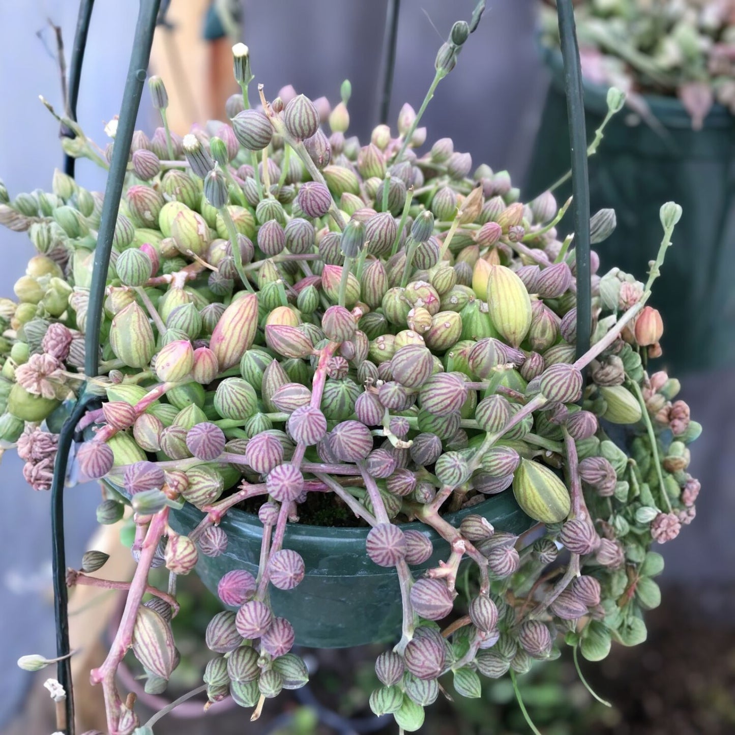 String of Watermelon Plant 6" | Trailing Succulent | Tradescantia sillamontana | Indoor Hanging Plant