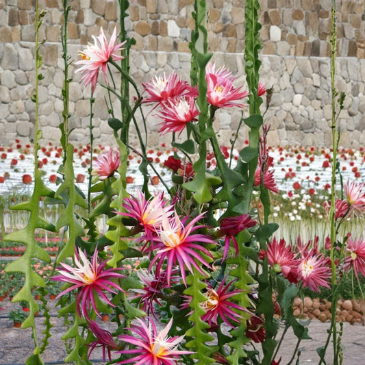Epiphyllum Cuttings 8-10 Inches Long Jeanette Davis Latimer Tropical Cactus Plant Unrooted