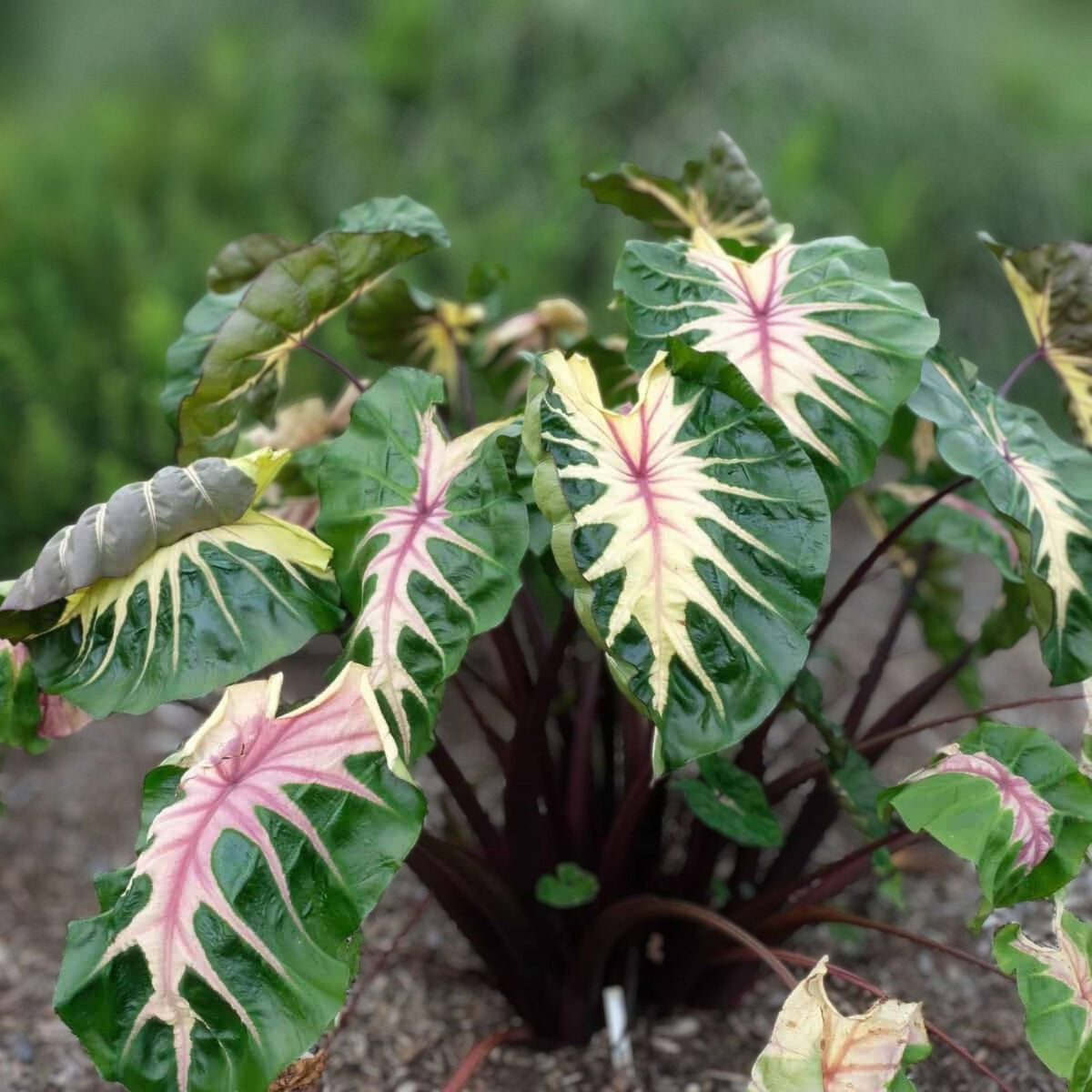 Colocasia Esculenta 'Royal Hawaiian Black Coral' Taro Plant in 3 Gallon Pot - Tropical Elephant Ear Foliage