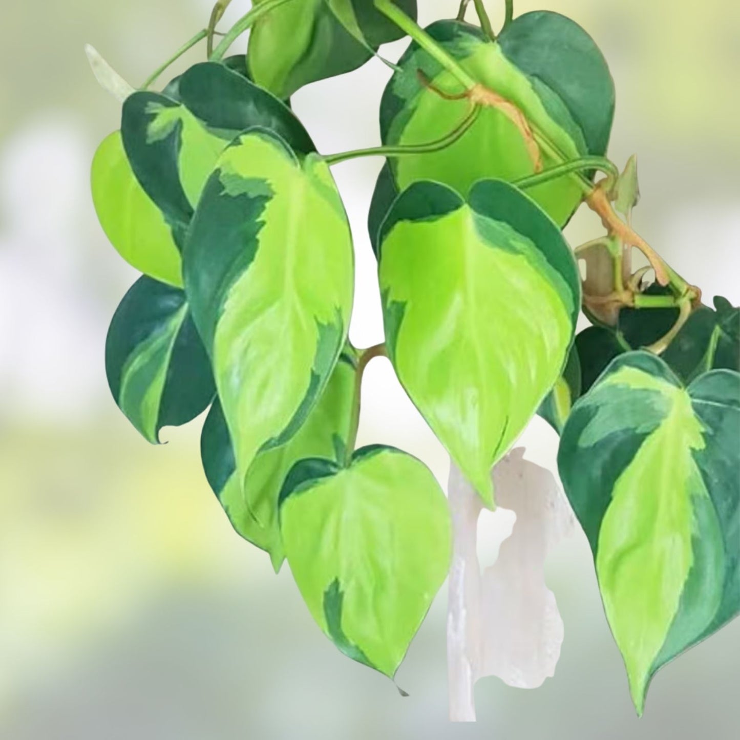Philodendron Brasil Variegated Trailing Houseplant Cuttings – 4 Stem Propagation Set