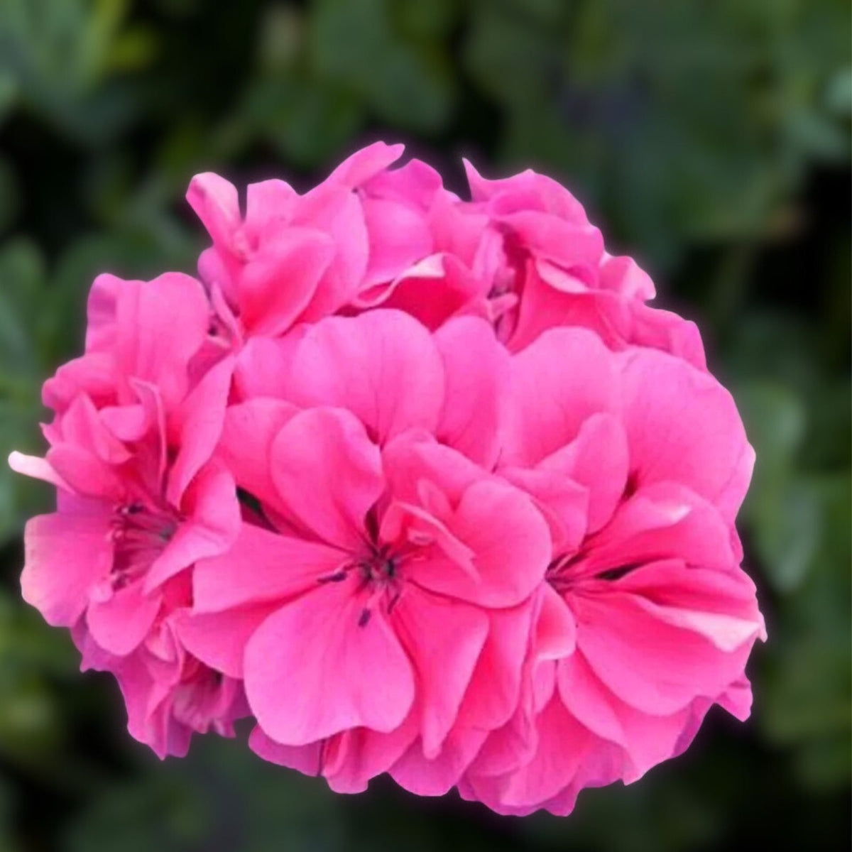 Light Purple Pink Maroon Geranium Live Plant - 12" Tall Pelargonium spp.