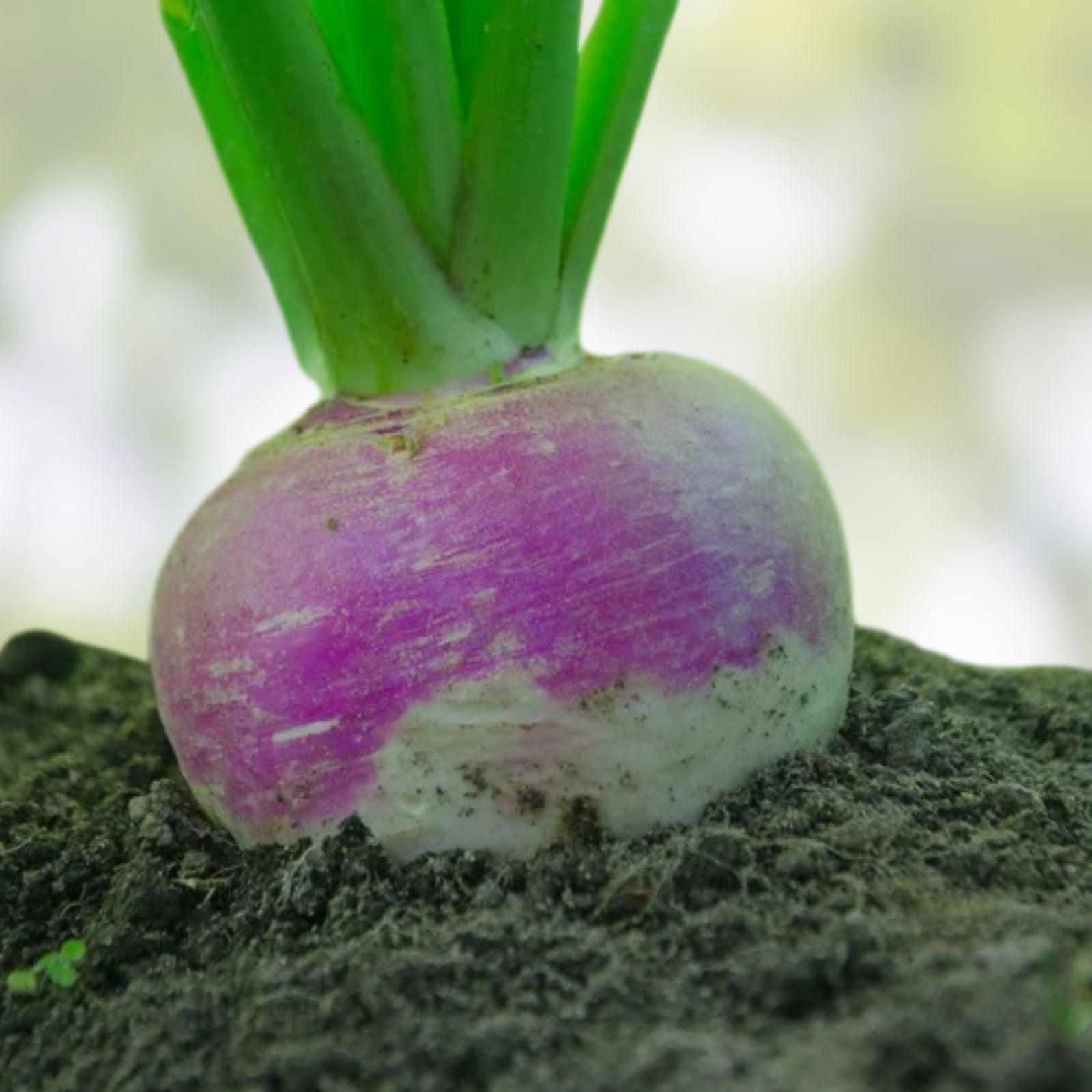 Turnip Seeds 500 Pack Heirloom Non-GMO Purple Top White Globe Brassica rapa Vegetable Seeds