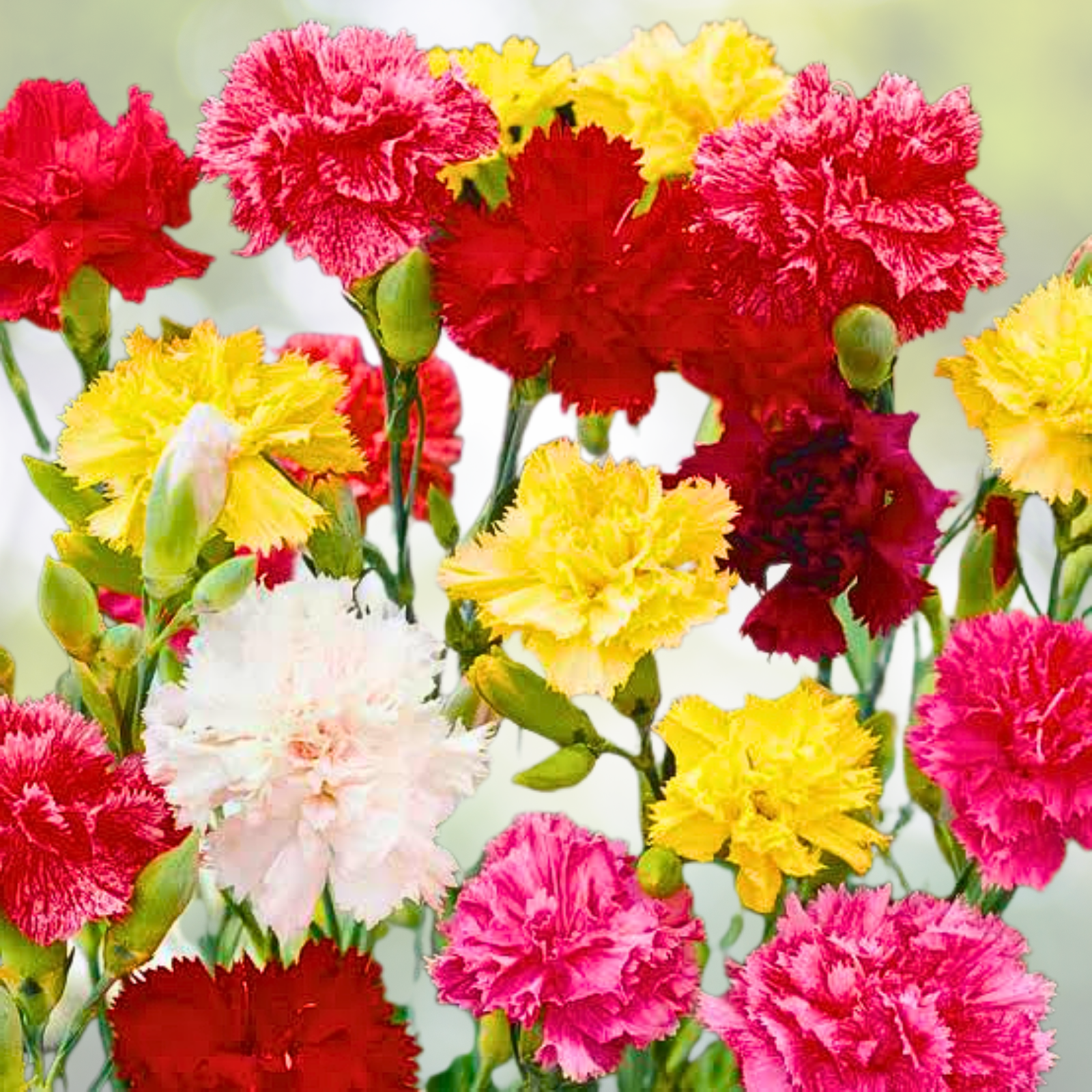 Carnation Seeds - 200 Count - GRENADIN DOUBLE Mix - Fragrant Cut Flowers - Pollinator Friendly - Dianthus caryophyllus