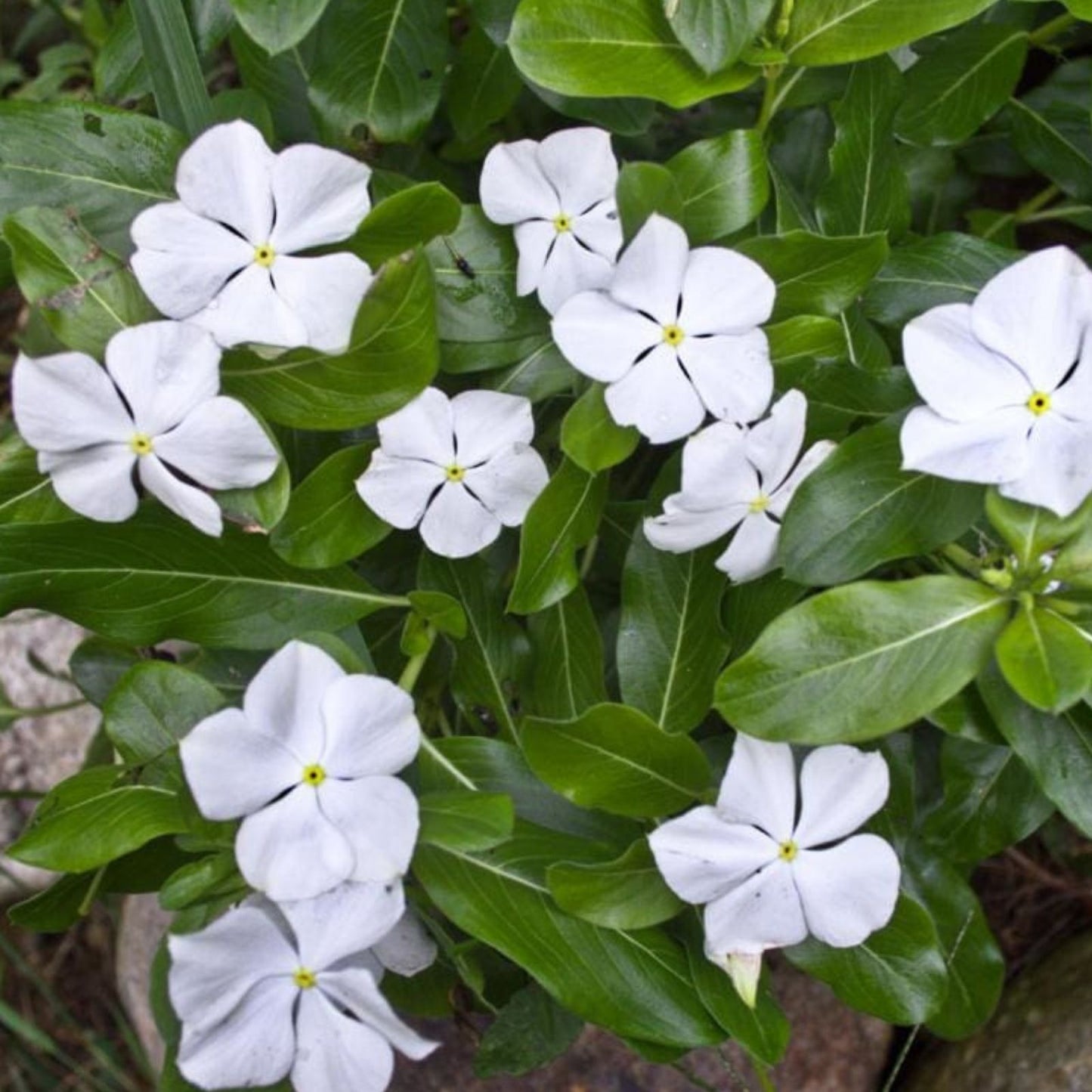 Vinca Seeds 500 Count Logro White Garden Flower Seeds Catharanthus roseus Non-California Shipping