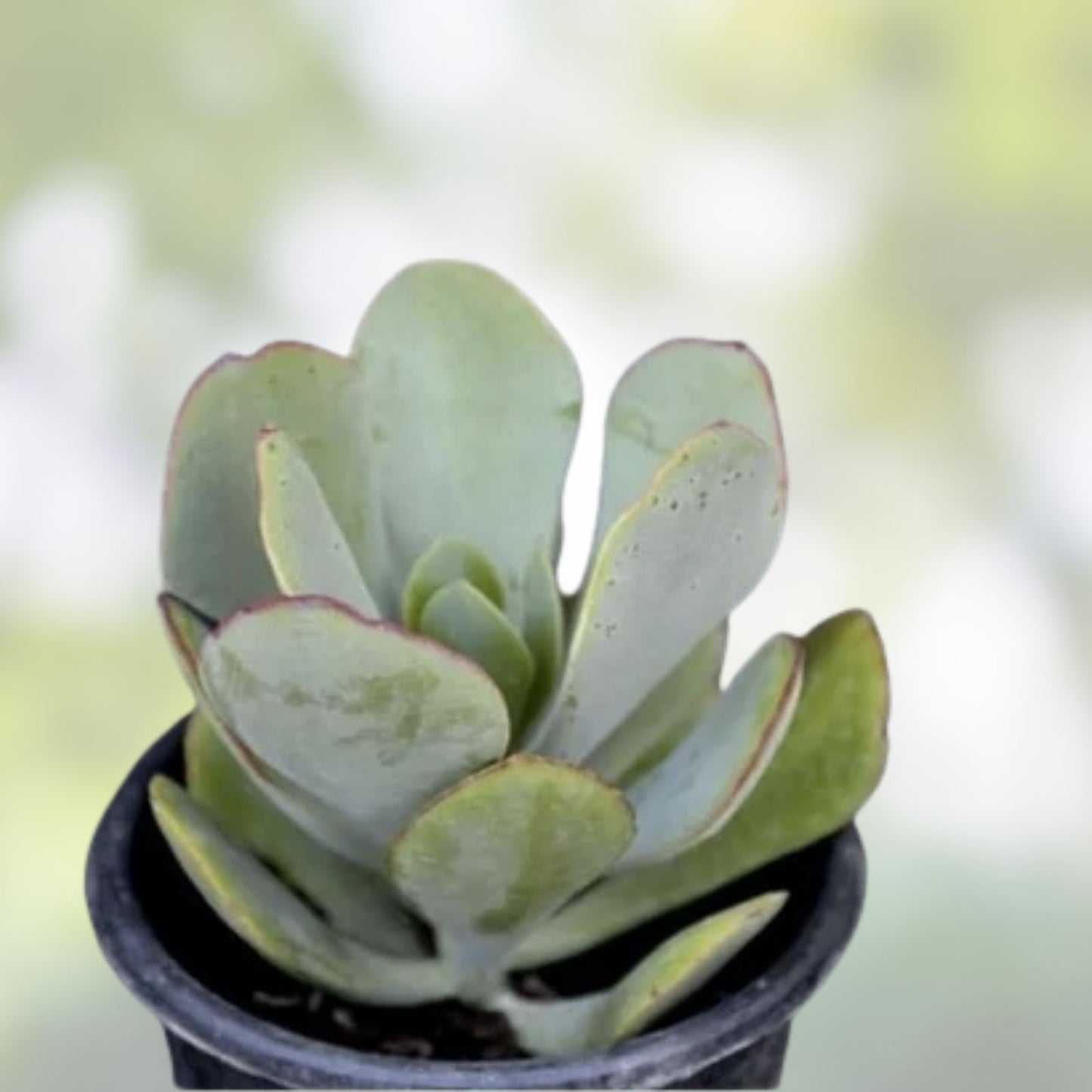 Crassula arborescens Silver Dollar Jade Succulent Cuttings - 10 Pack, Easy Care Indoor Plant for Home Decor