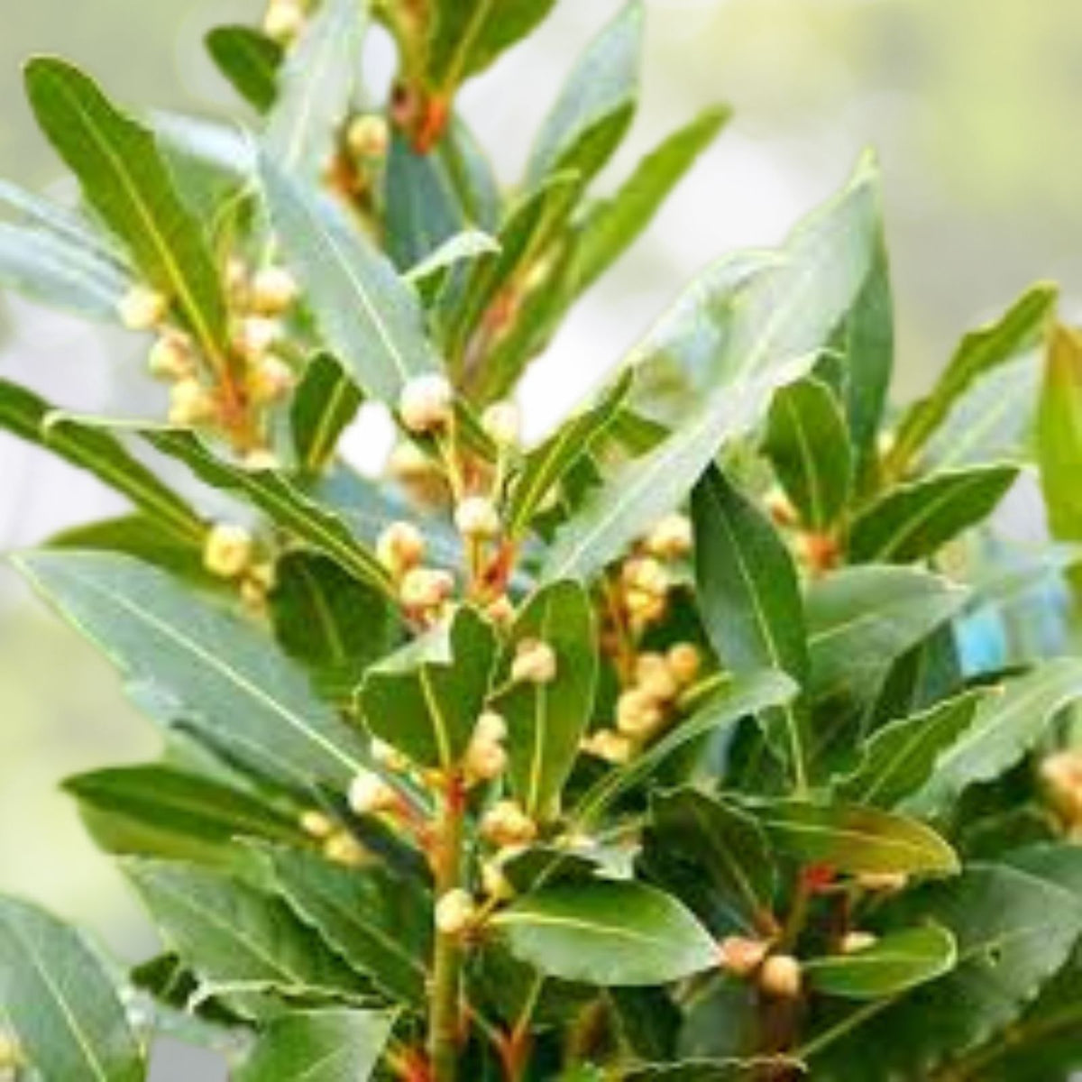 Sweet Bay Laurel Herb Plant 8 10 Inch Tall 1 Year Old Laurus nobilis Aromatic Evergreen