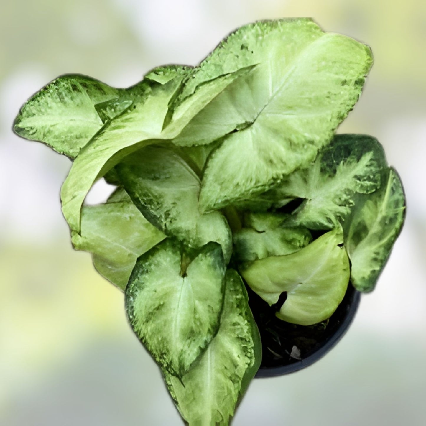 Syngonium Podophyllum White Butterfly Arrowhead Vine Indoor Houseplant, Green and White Variegated, Easy Care Tropical Plant