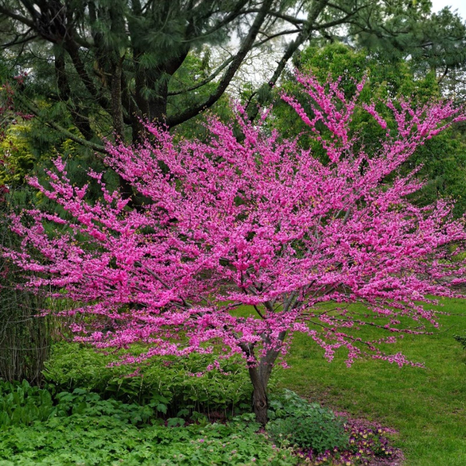 Redbud Tree Set of 2, 6-12 Inches, Cercis canadensis, Live Bare Root, Hardy Missouri Grown, Dormant Fall Planting
