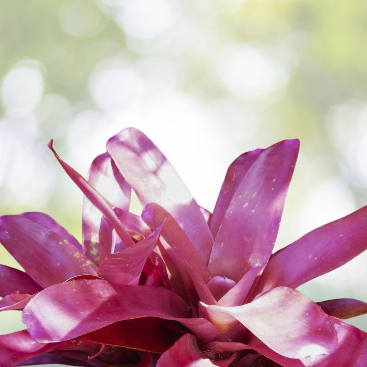 Neoregelia Petra Plant 6" Pot - Tropical Bromeliad - Neoregelia 'Petra' - Live Indoor Houseplant for Home Decor