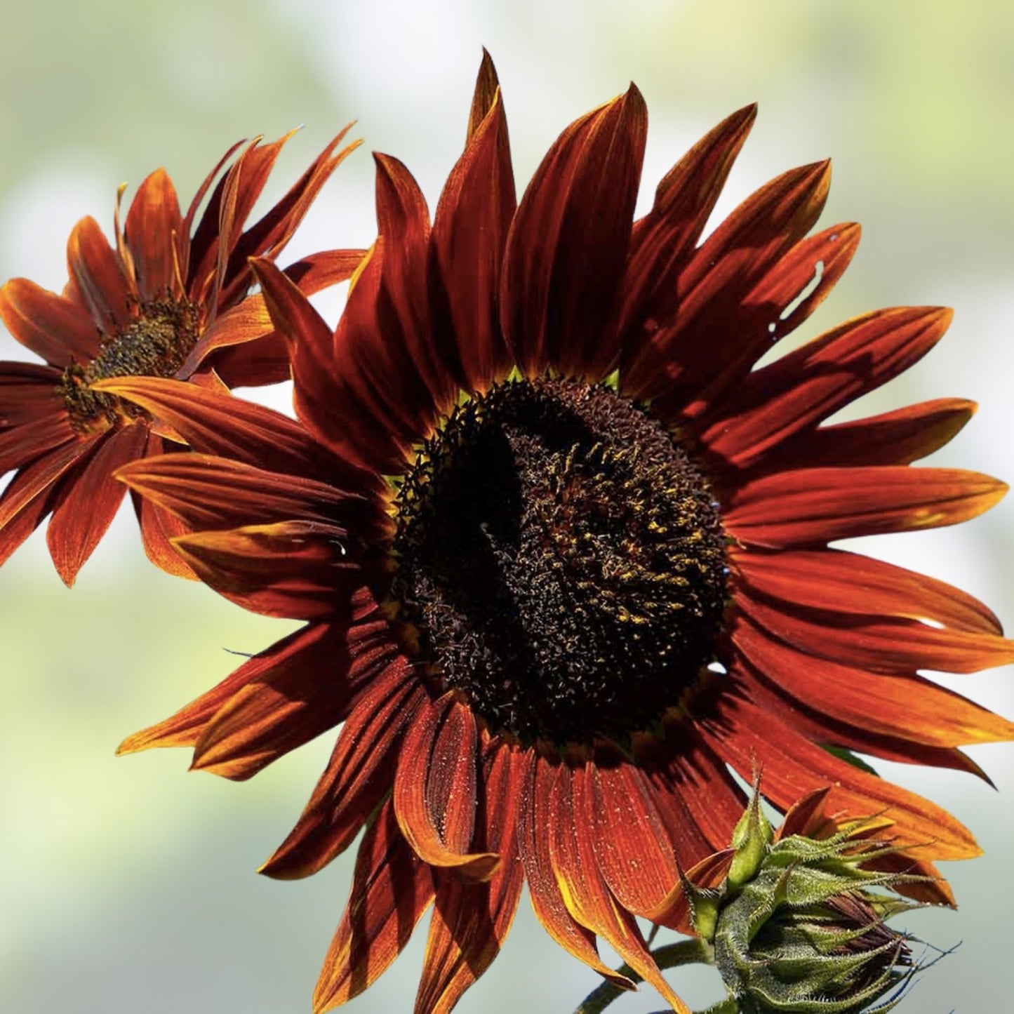 Chocolate Sunflower Seeds for Planting – 50 Pack Exotic Flower Seeds Helianthus annuus