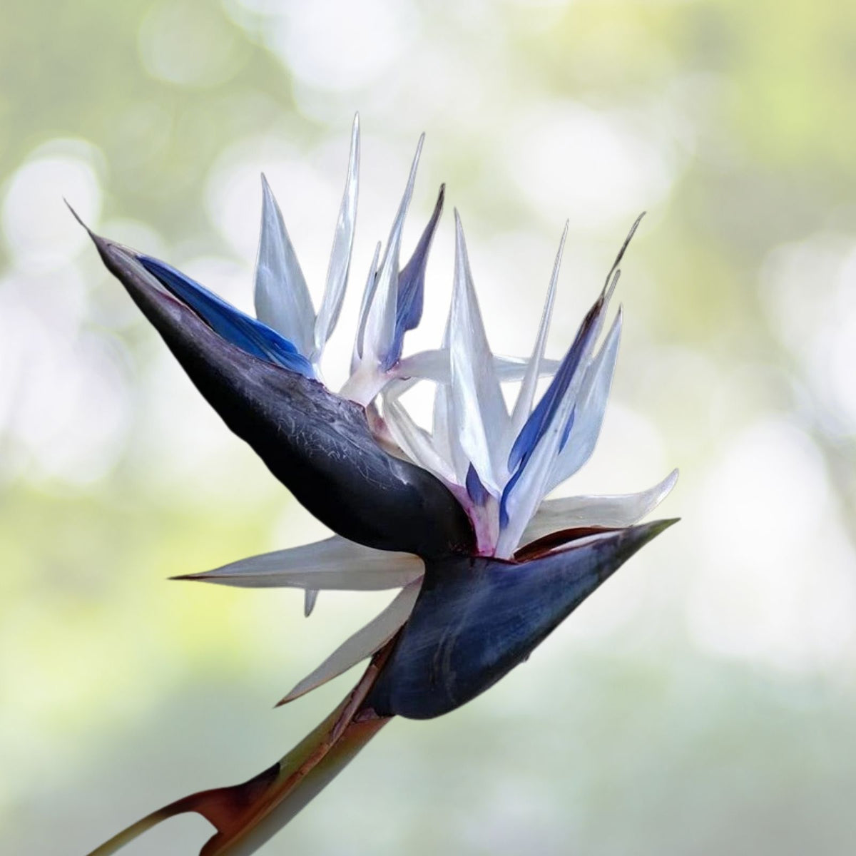 Bird of Paradise Seeds - 5 White Seeds for Indoor Plant or Bonsai - Strelitzia nicolai